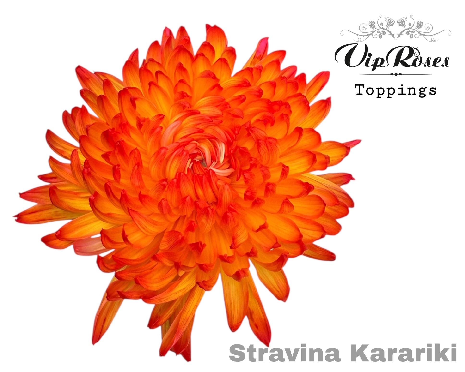 Chr G Stravina Kakariki 65 cm