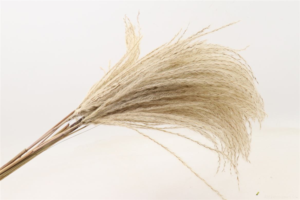 Dried Silver Grass 10pc L90.0