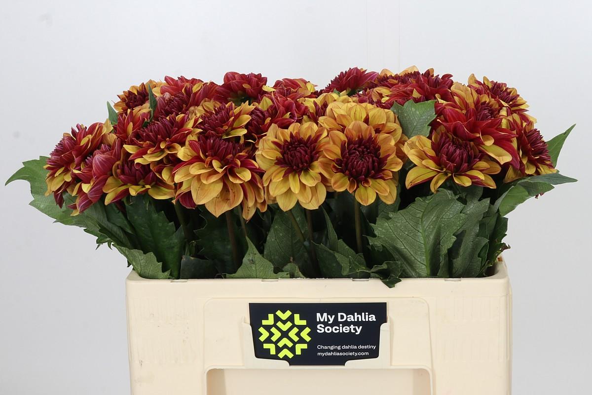 Dahlia Creme De Cognac