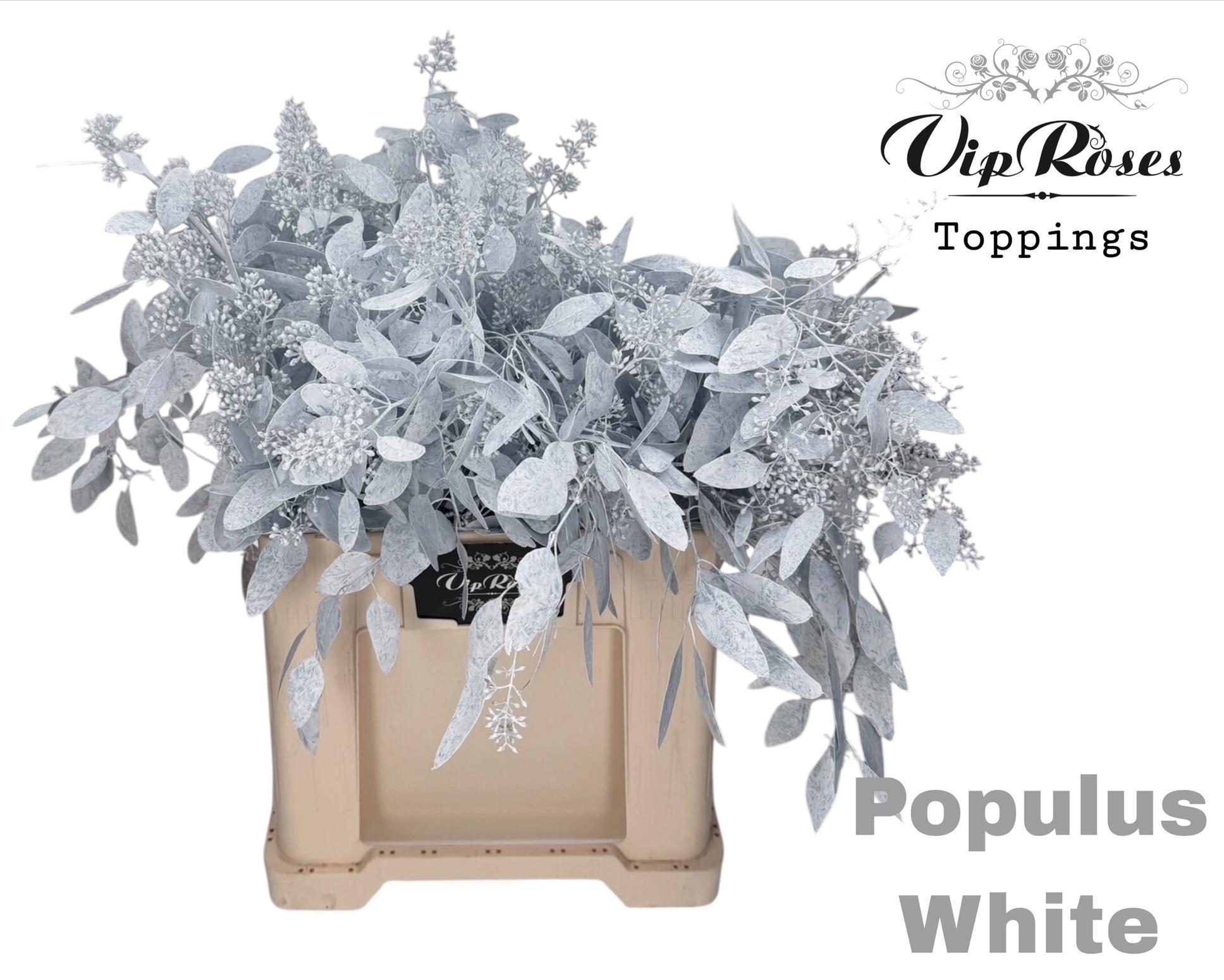 Euca Populus Bes White