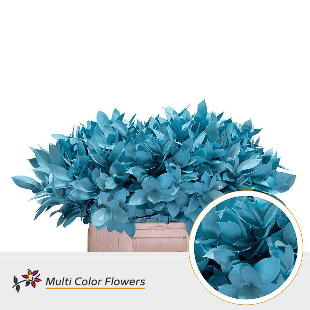 Ruscus Frost Blauw Licht
