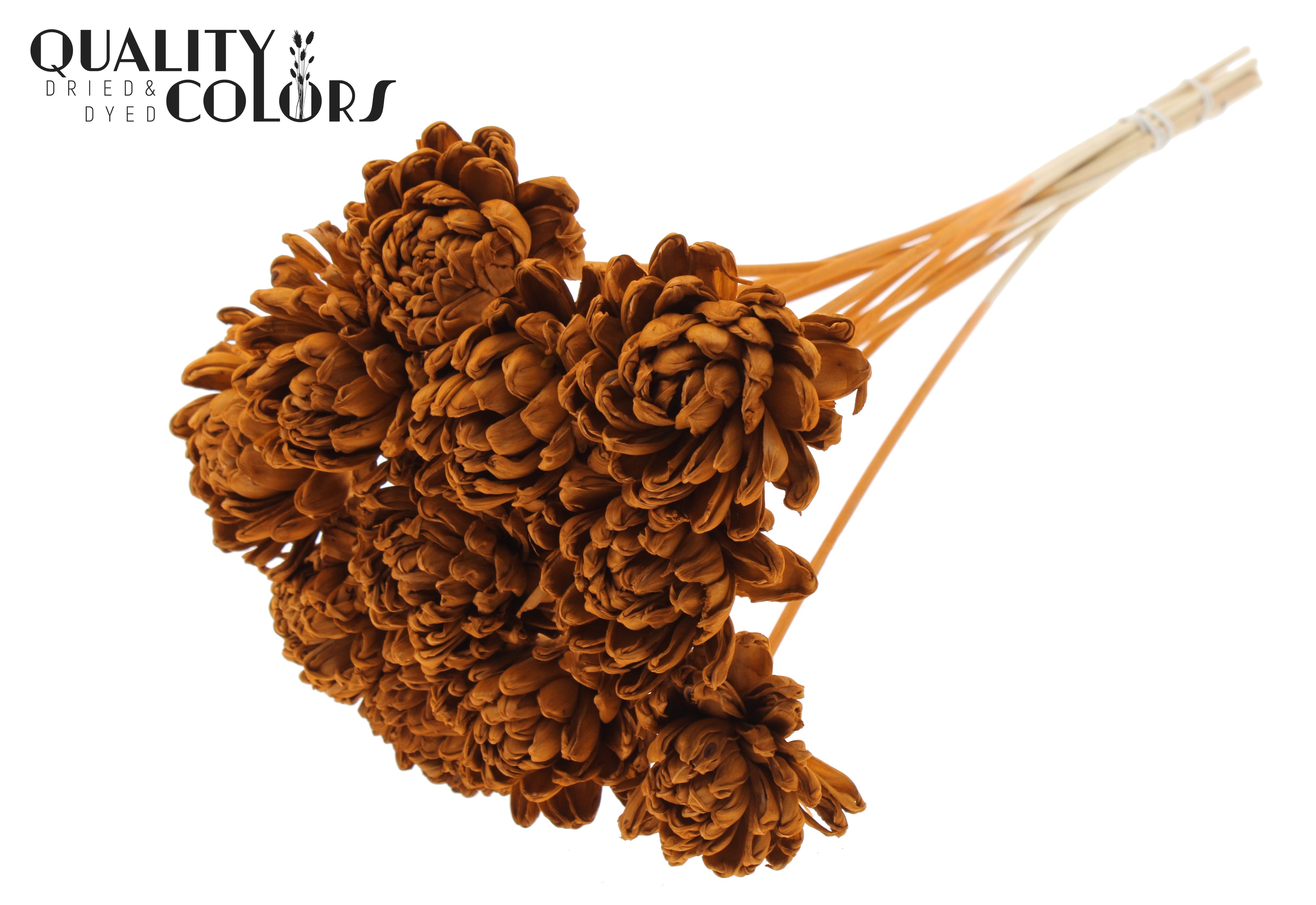 Shola Beauty Rose Terracotta 50cm