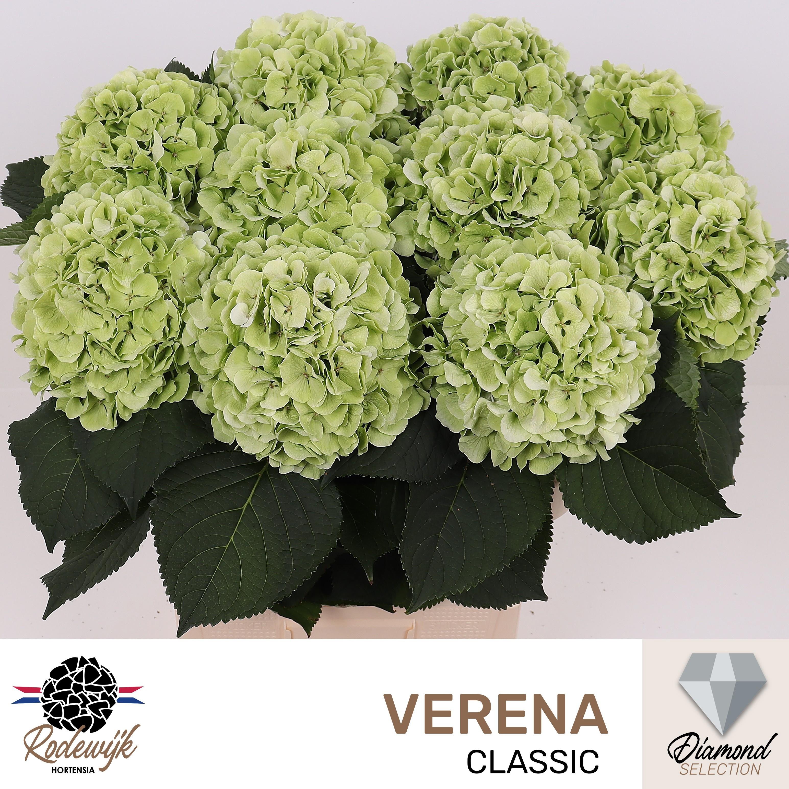 Hydrangea Verena Classic 80cm 20-22cm Hd