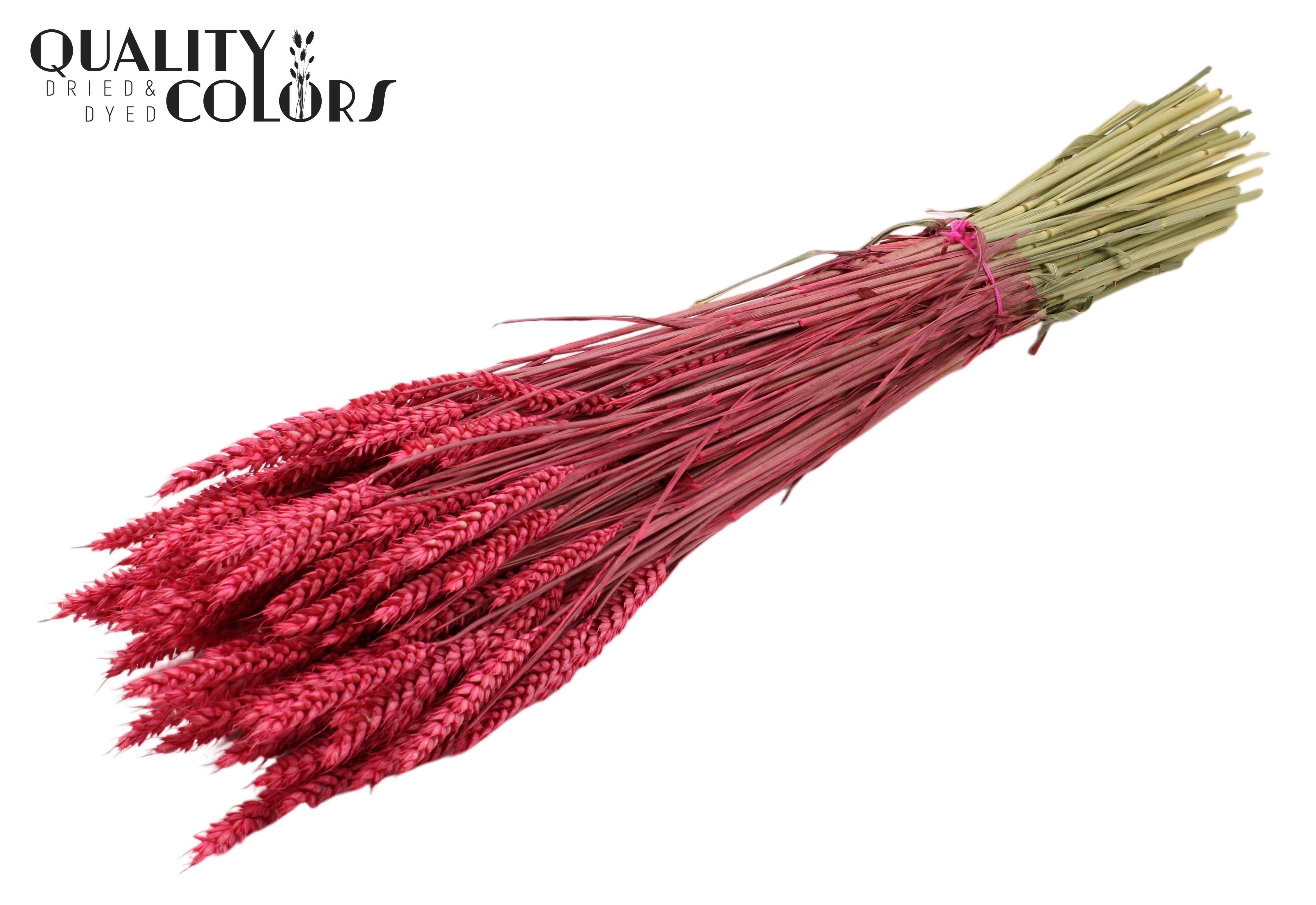 Triticum Cerise Per Bunch 60cm