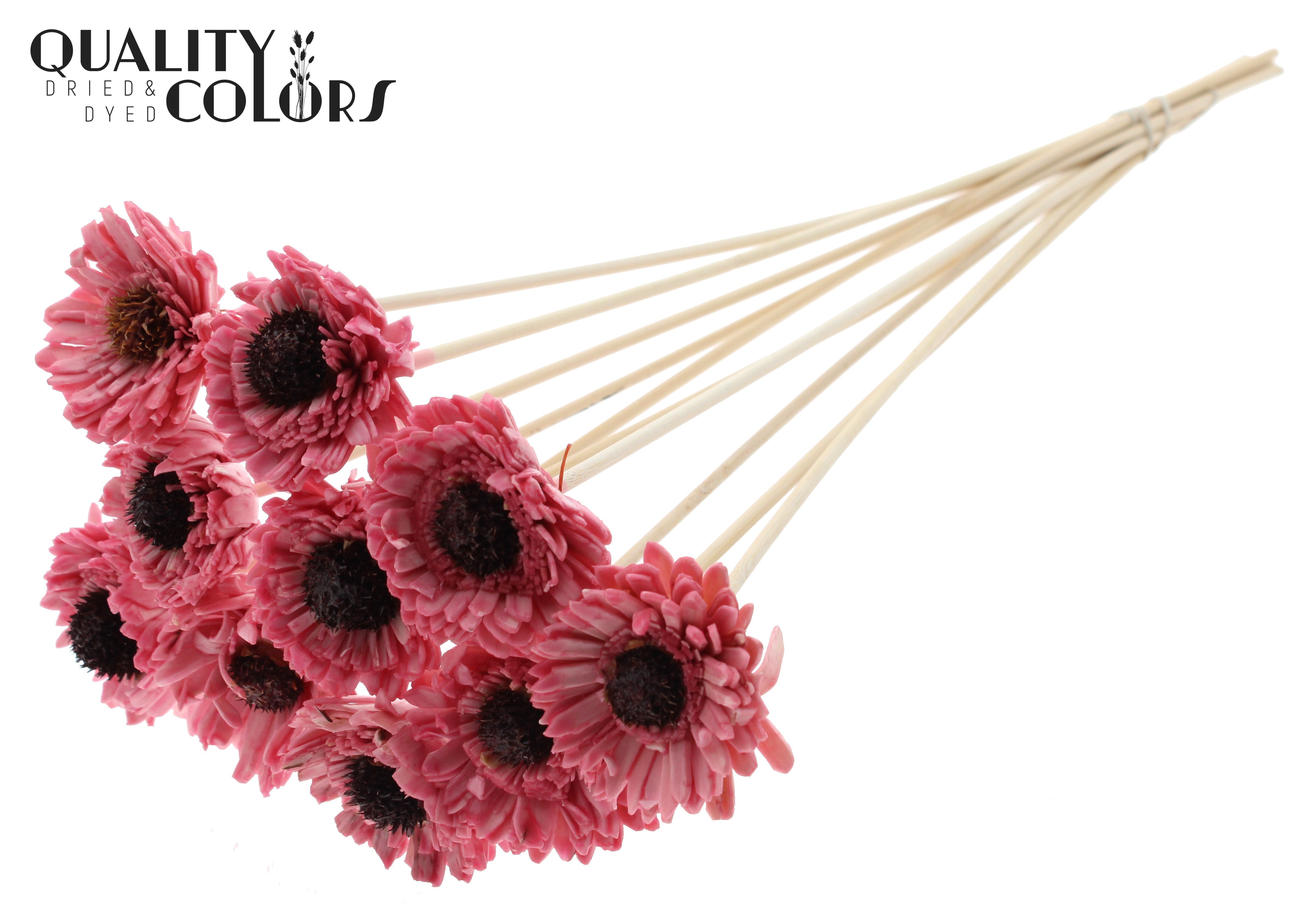 Shola Daisy Sunflower Wax Light Pink 50cm