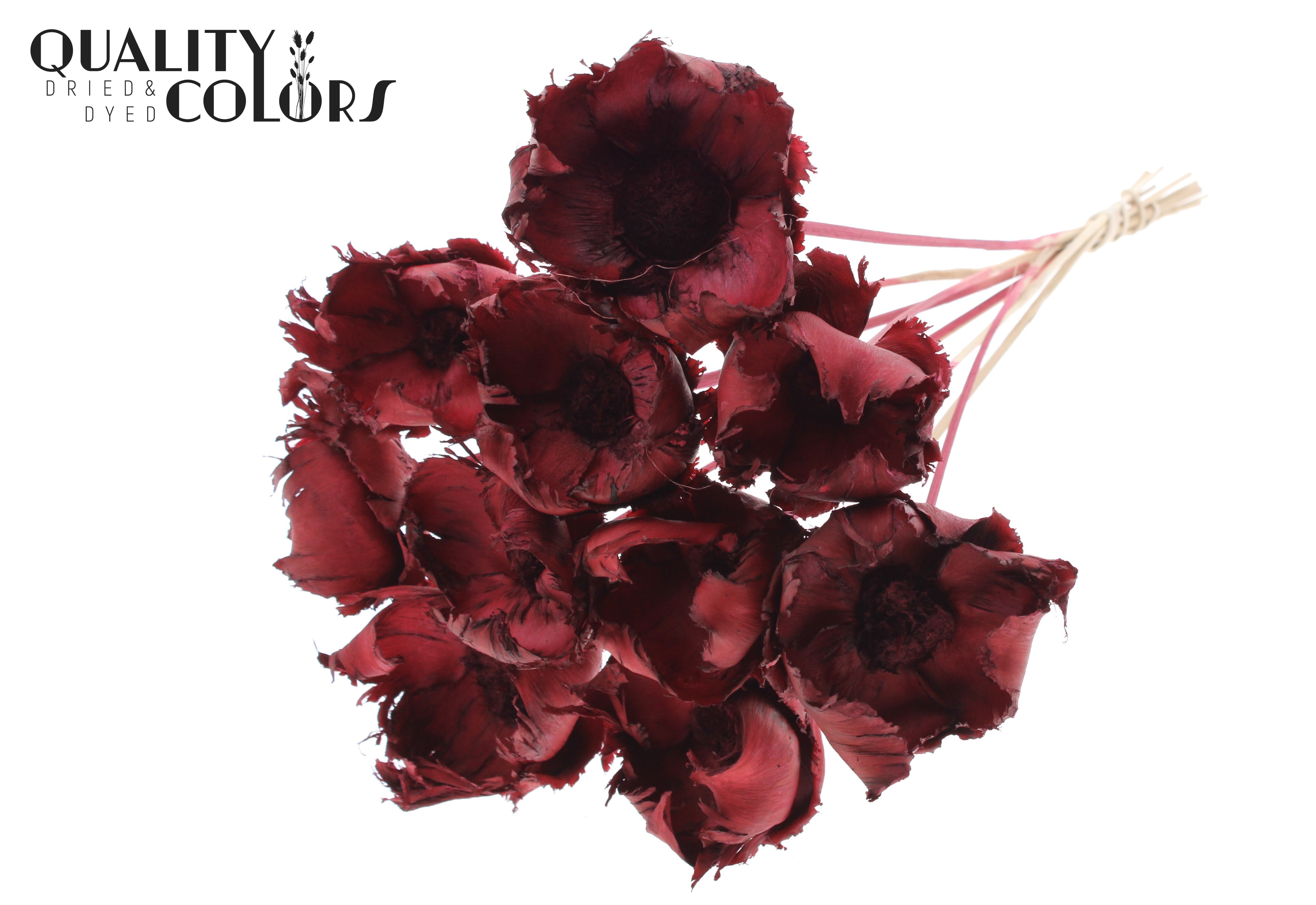 Palm Cup Intense Burgundy 50cm