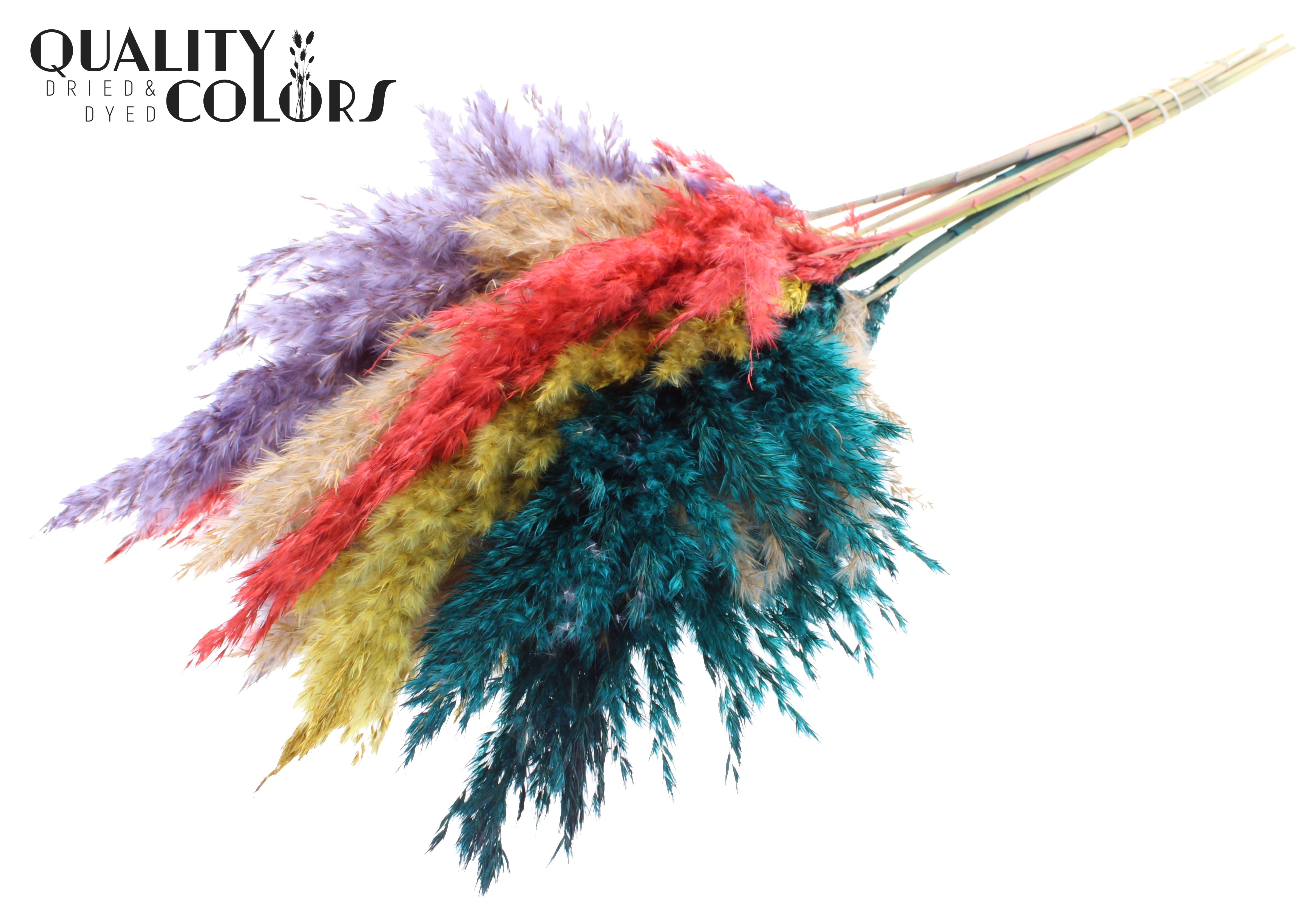 Pampas Grass Colourful 5 Per Bunch 70cm