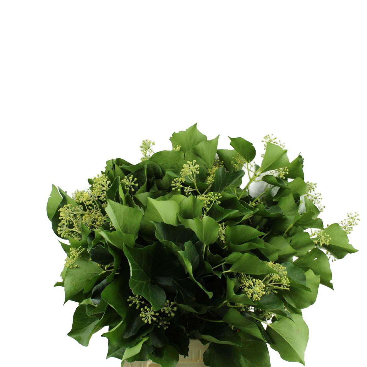Hedera