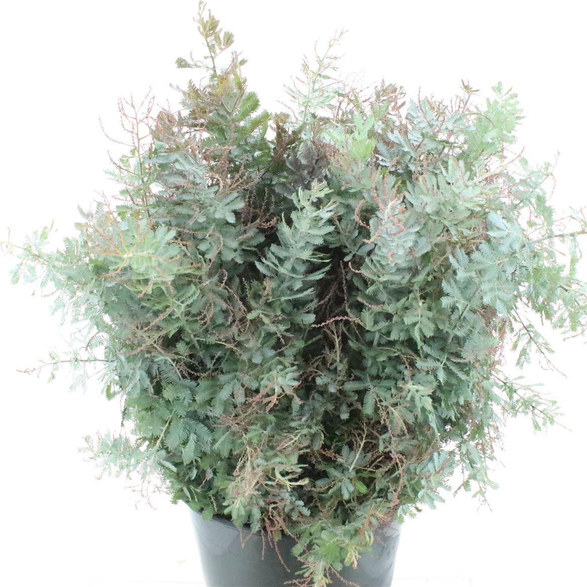 Mimosa Baleyana
