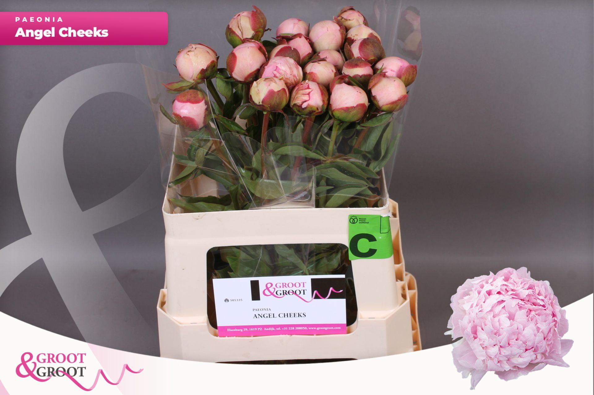 Paeonia Angel Cheeks