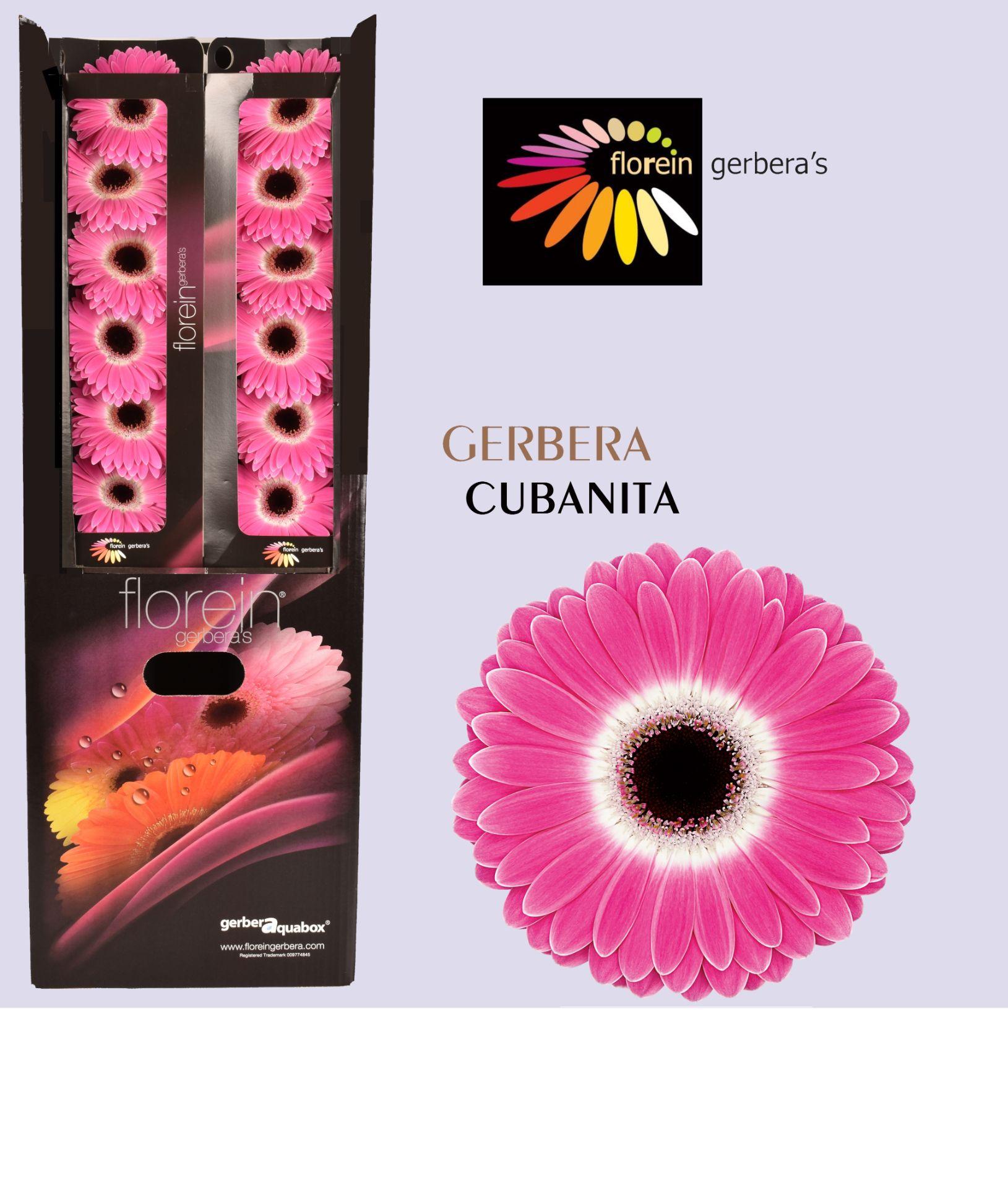Ge Gr Cubanita Aquabox 80