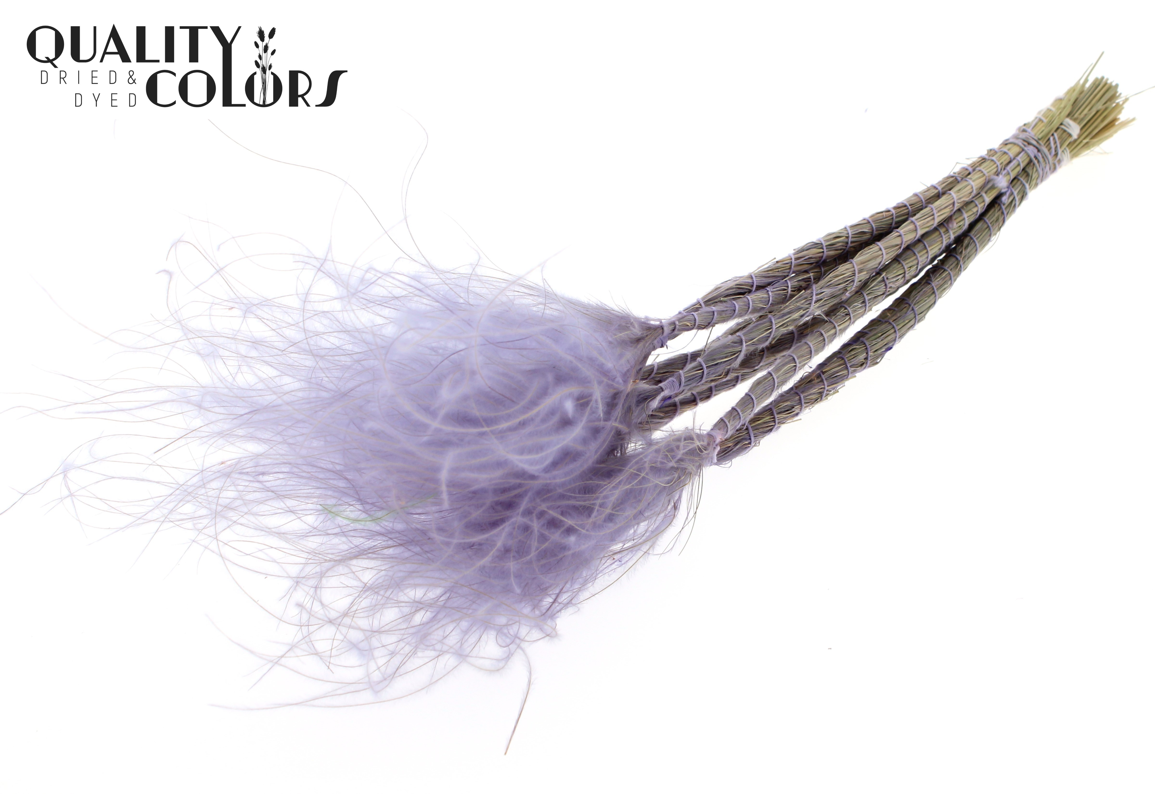 Stypha Pastel Milka Per Bunch 60cm
