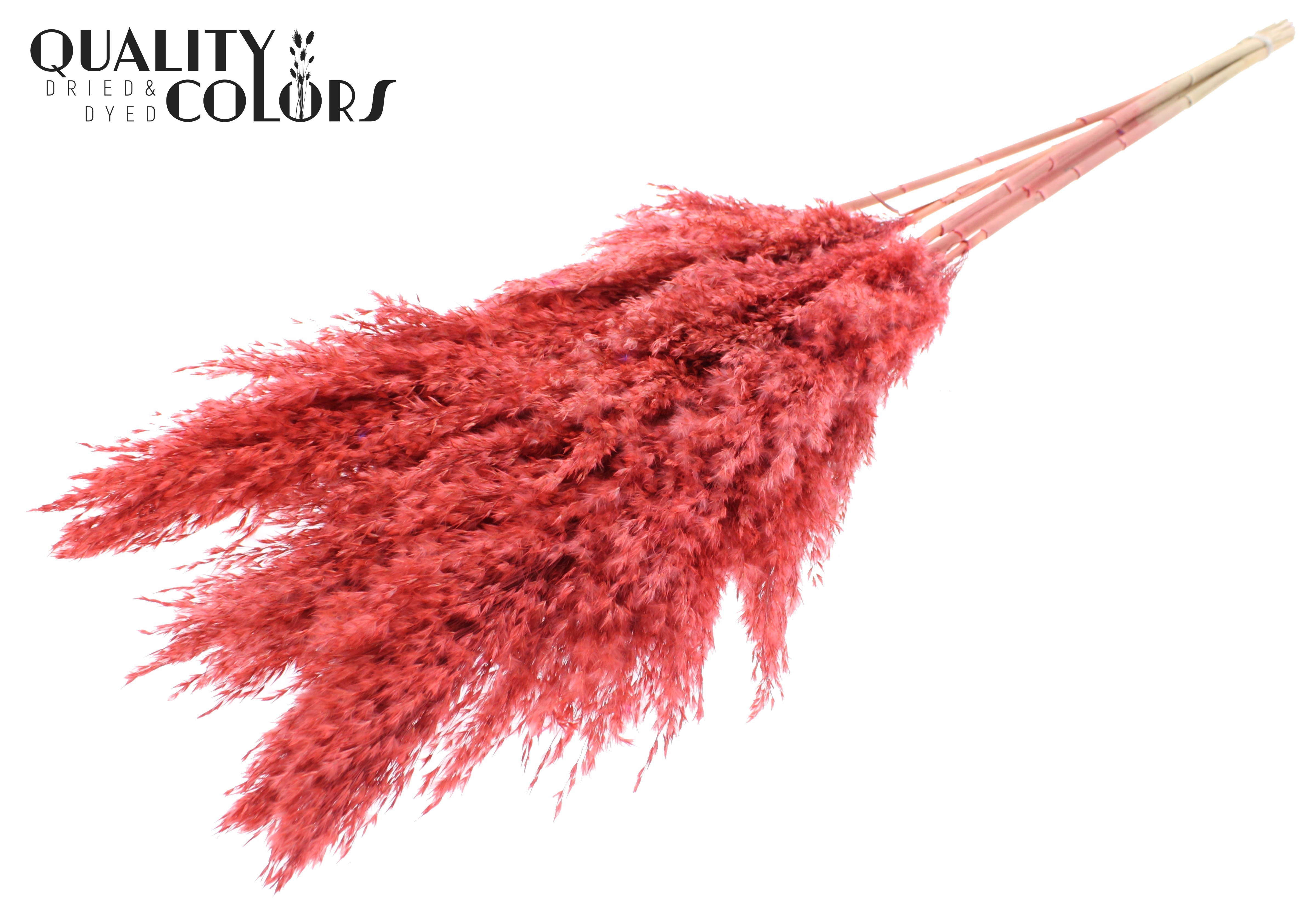Pampas Grass Coral Per Bunch 100cm