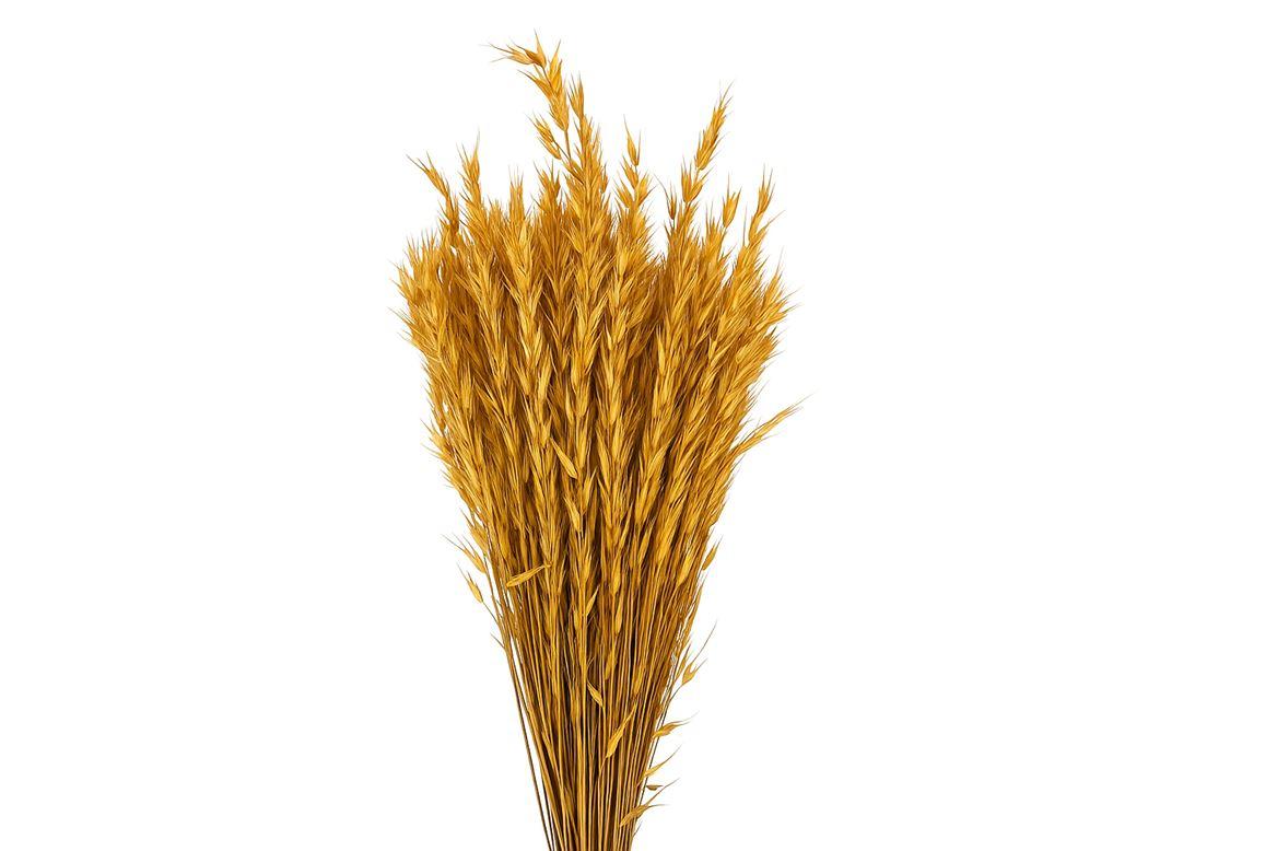 Dried Avena Wild X5 Yellow Bunch