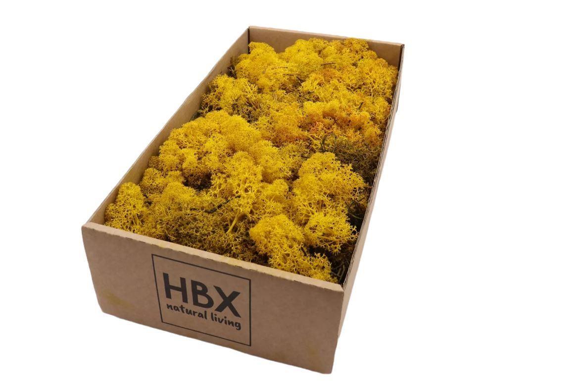 Moss Reindeer Moss 500gr Yellow