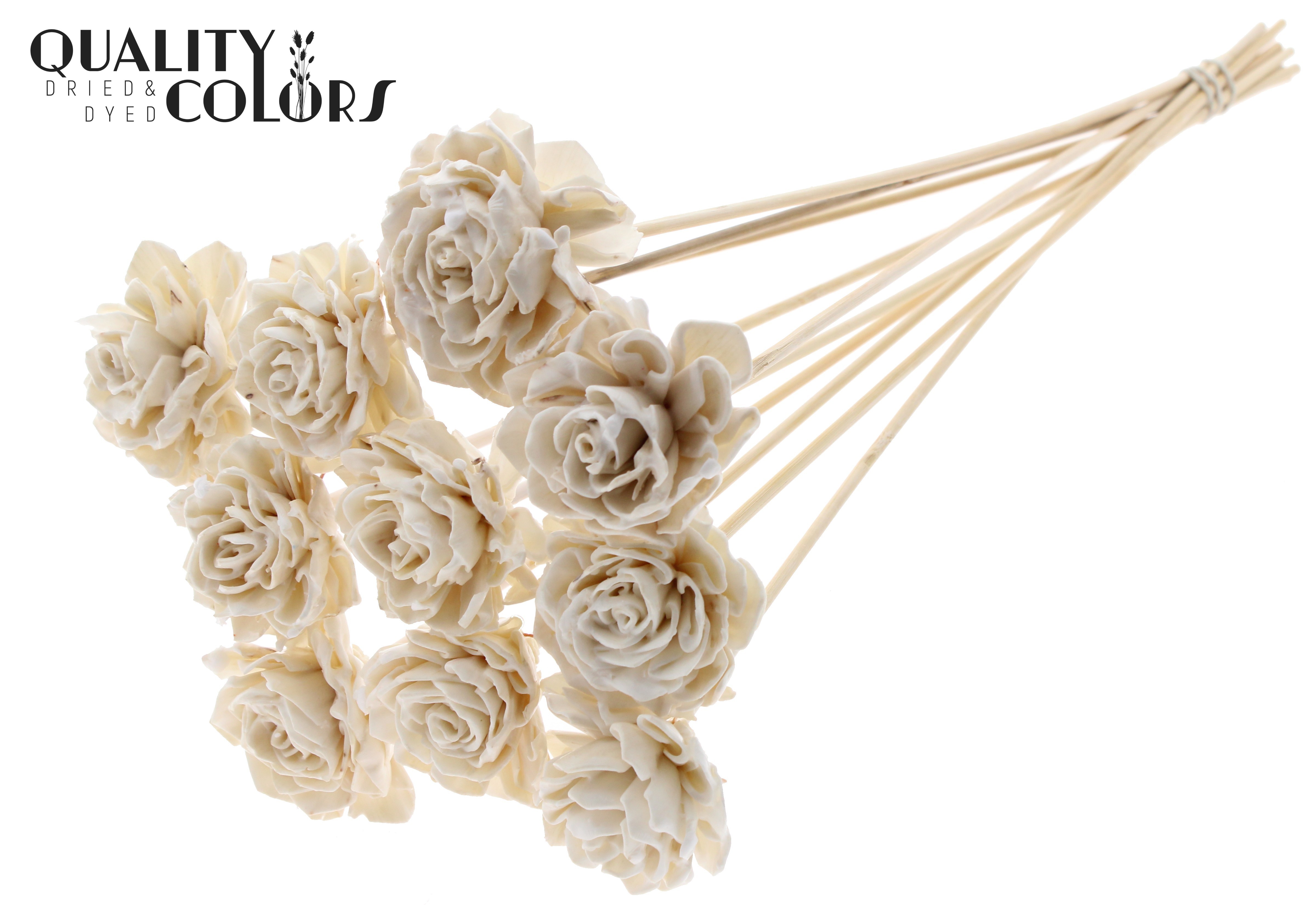 Shola Dhaliya Wax White 50cm