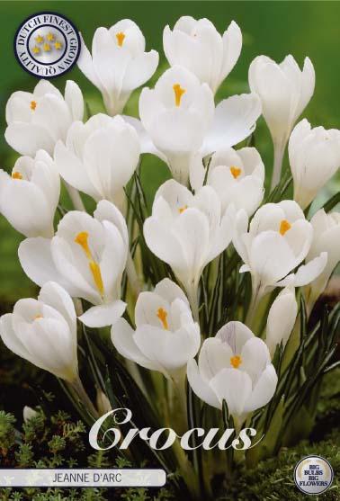 Crocus Vernus Jeanne D'arc X10