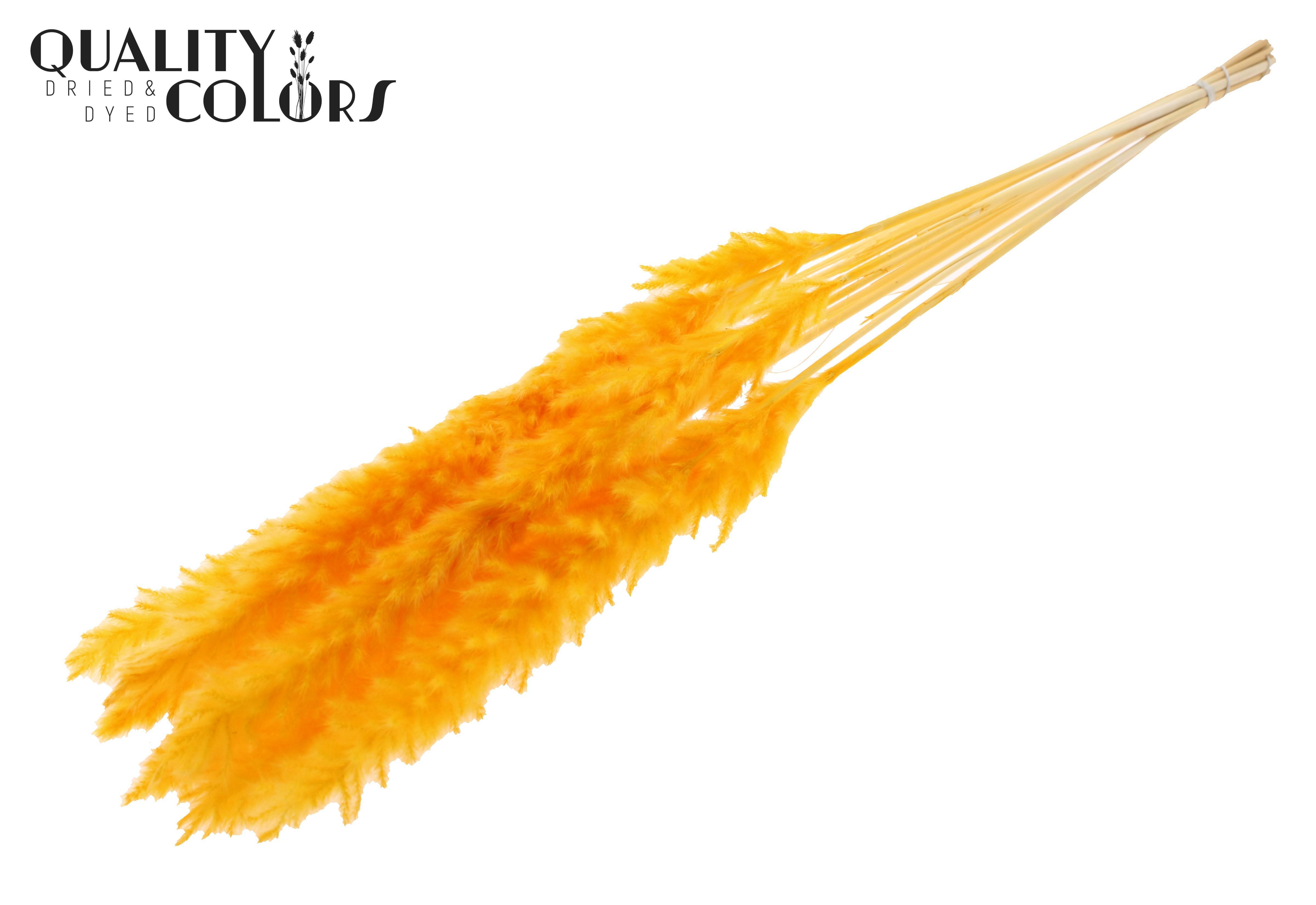 Fluffy Pampas Apricot Per Bunch 70cm