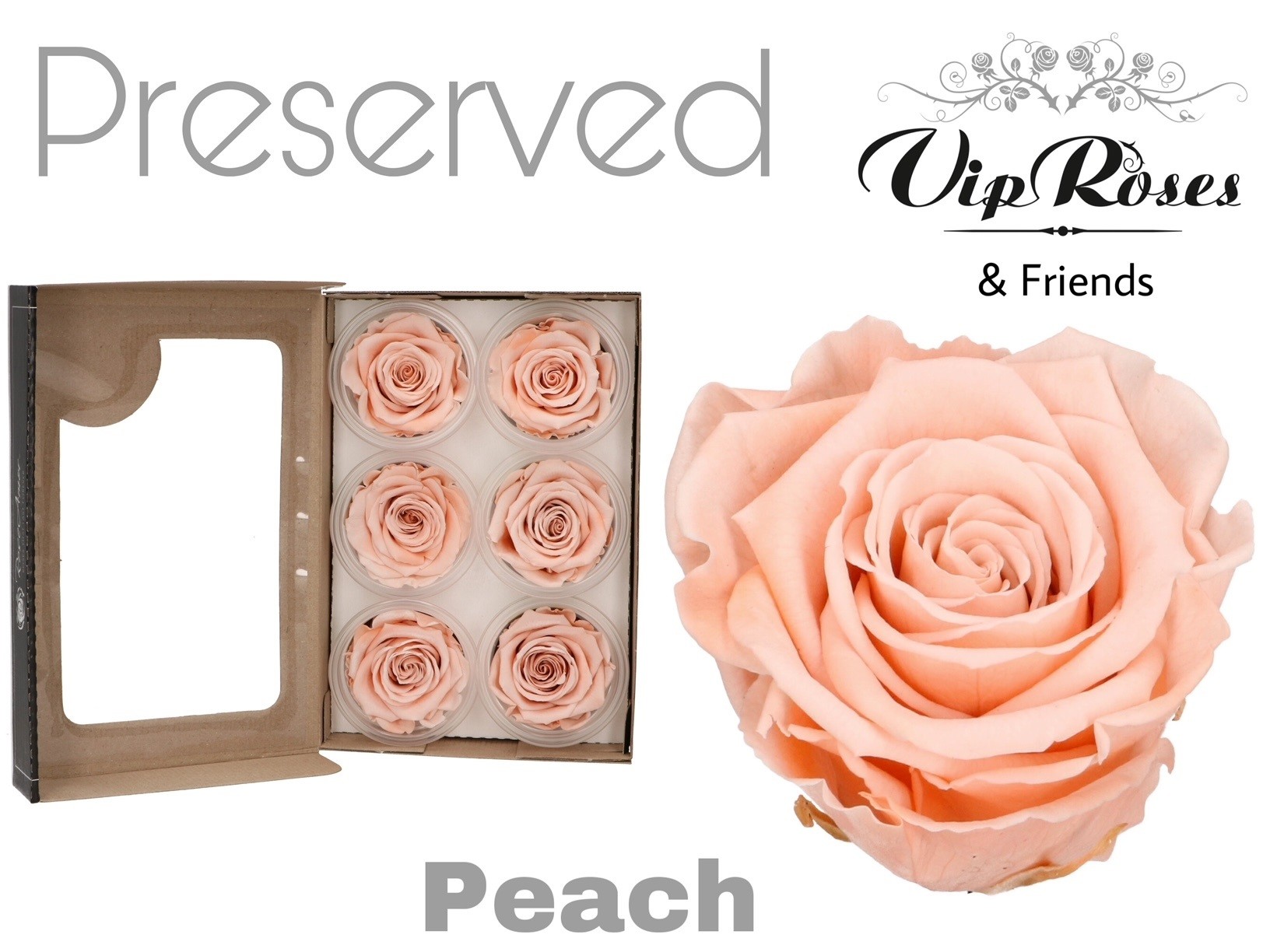R Preserved Peach 5 cm