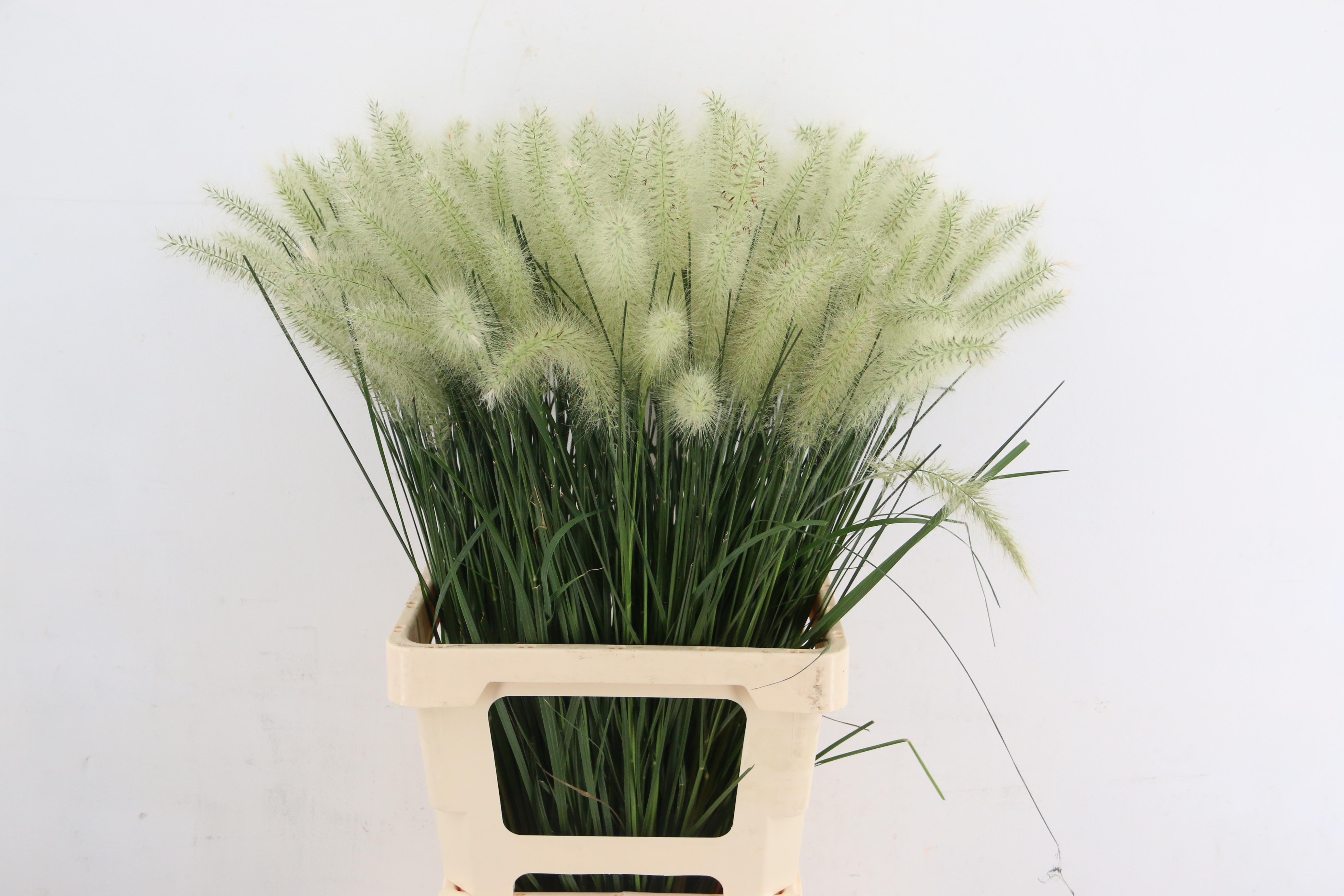 Pennisetum Blondie 70cm