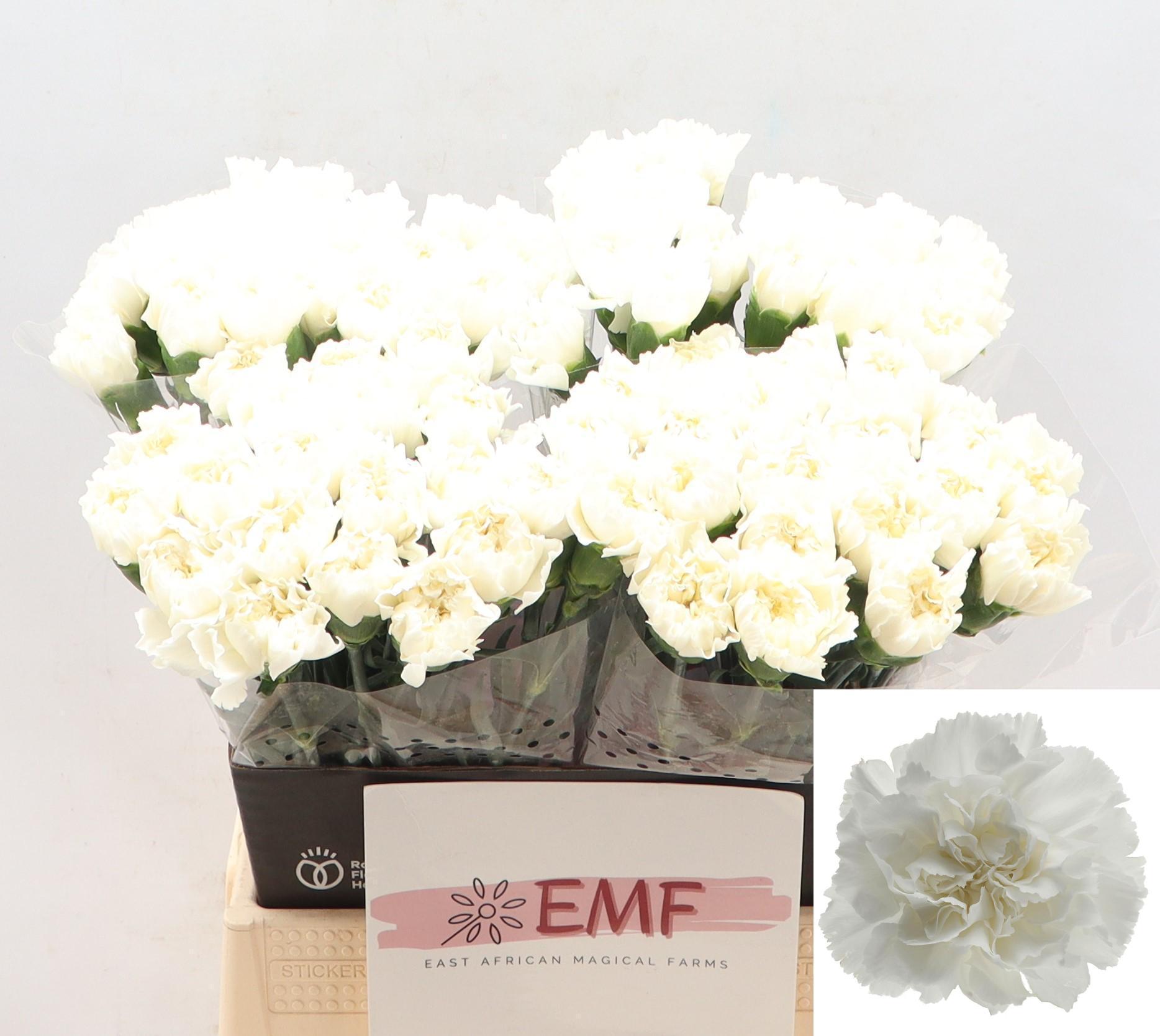 Dianthus Single Mont Blanc 45cm