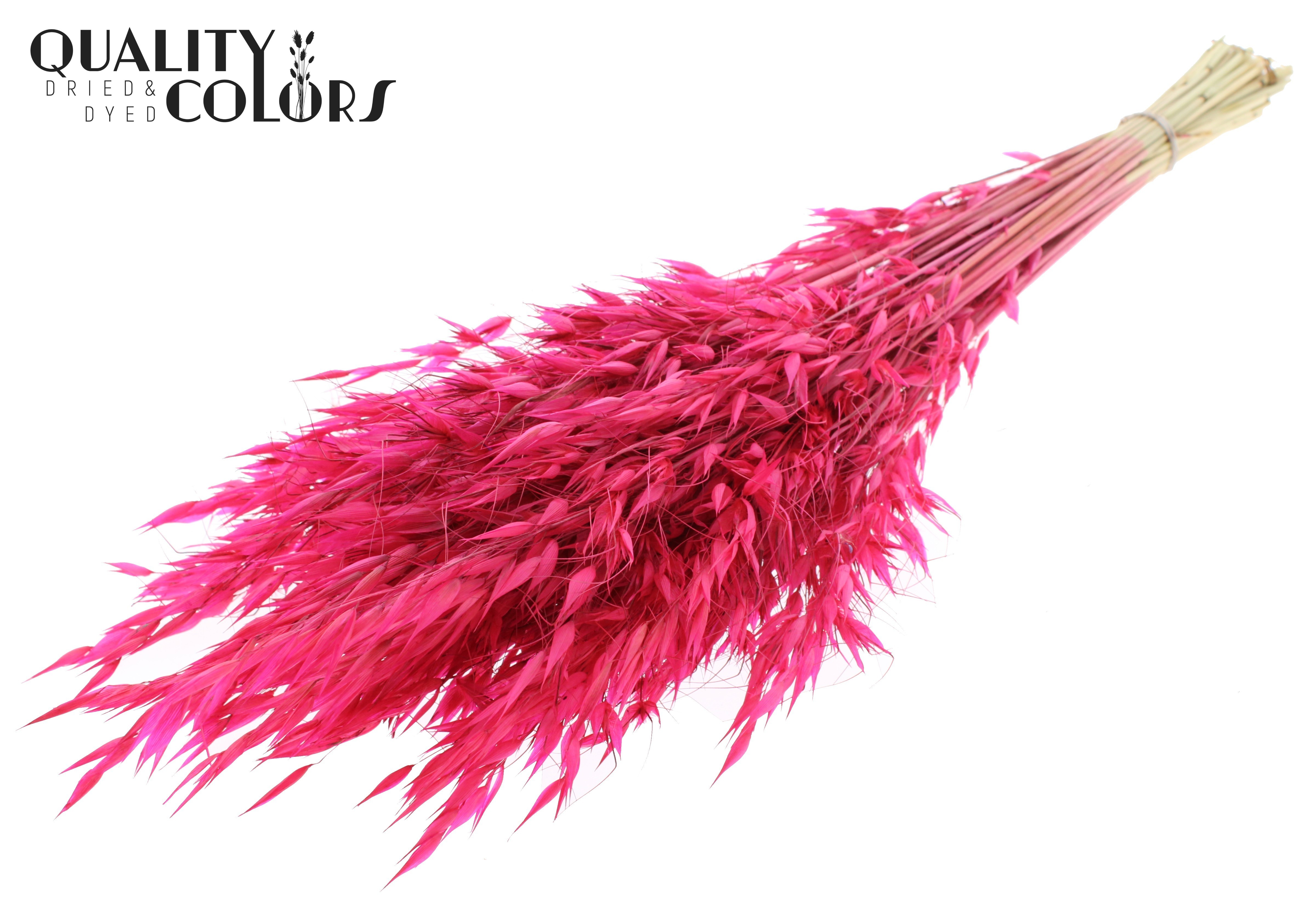 Avena Cerise Per Bunch 70cm