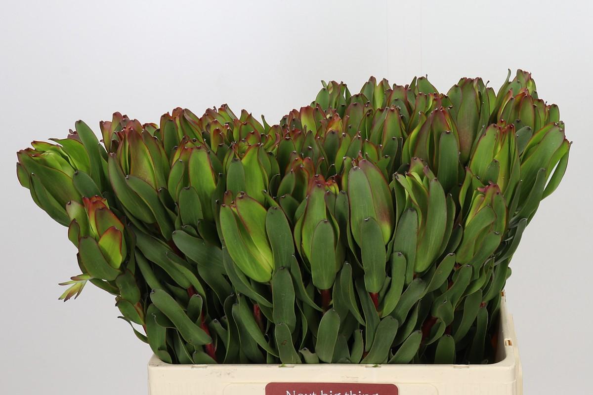 Leucadendron Laurel Yellow