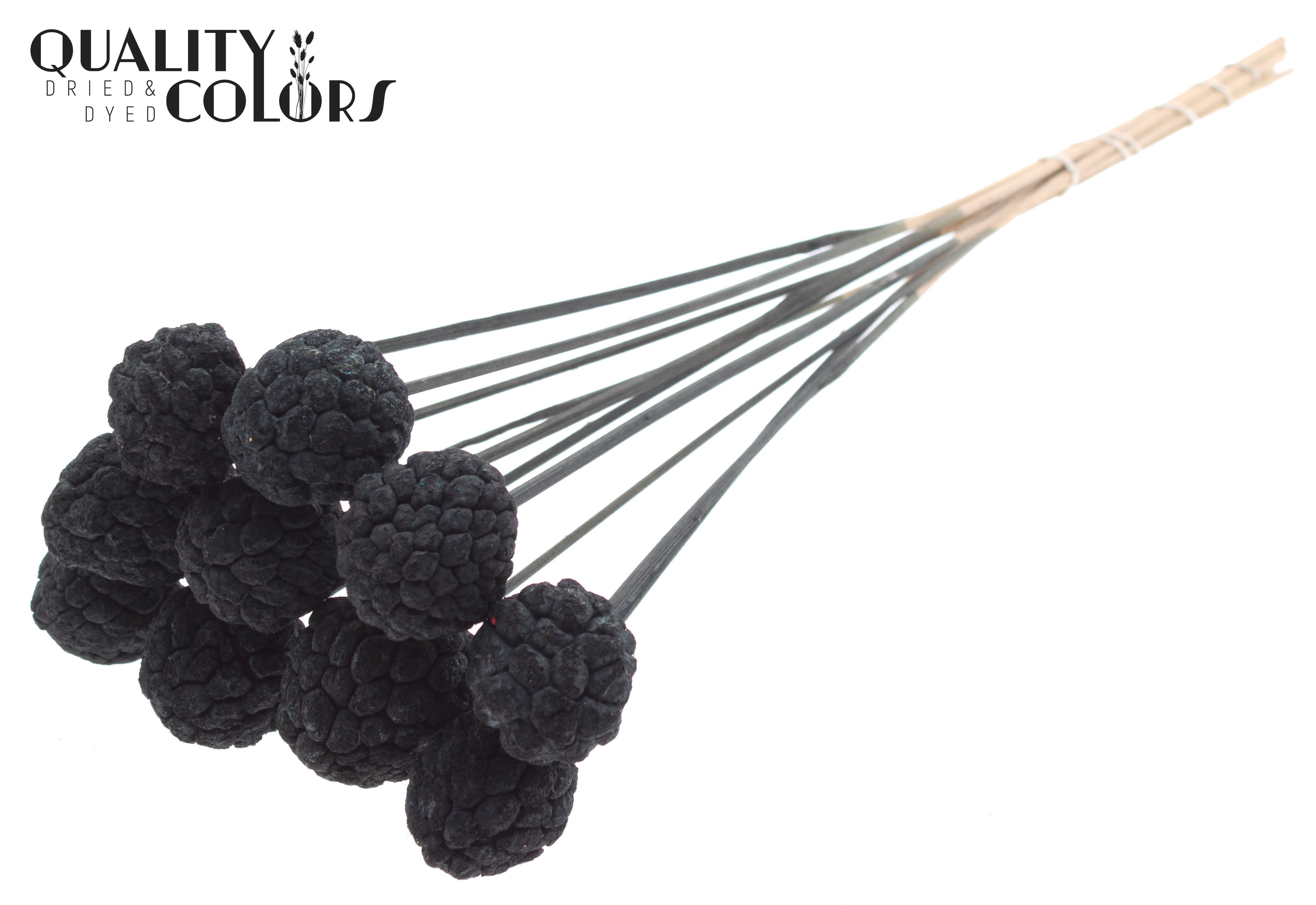 Atta Fruit Intense Black 50cm
