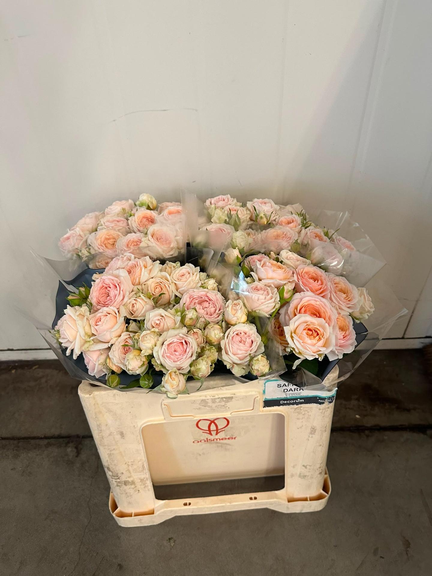 R Tr Lolita Scented Jong Gewas 50cm