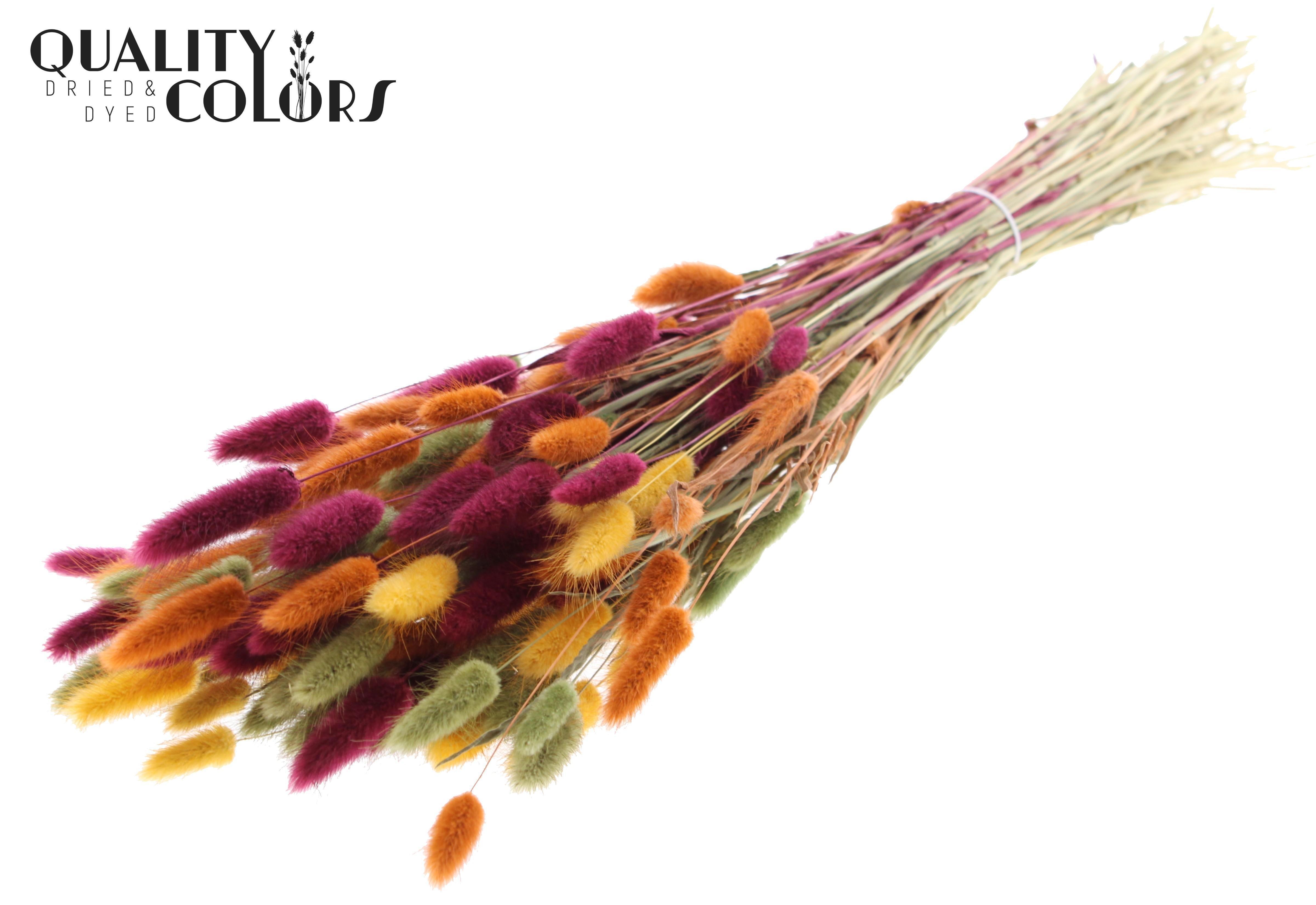 Lagurus Pumpkin Spice Mix Per Bunch 70cm