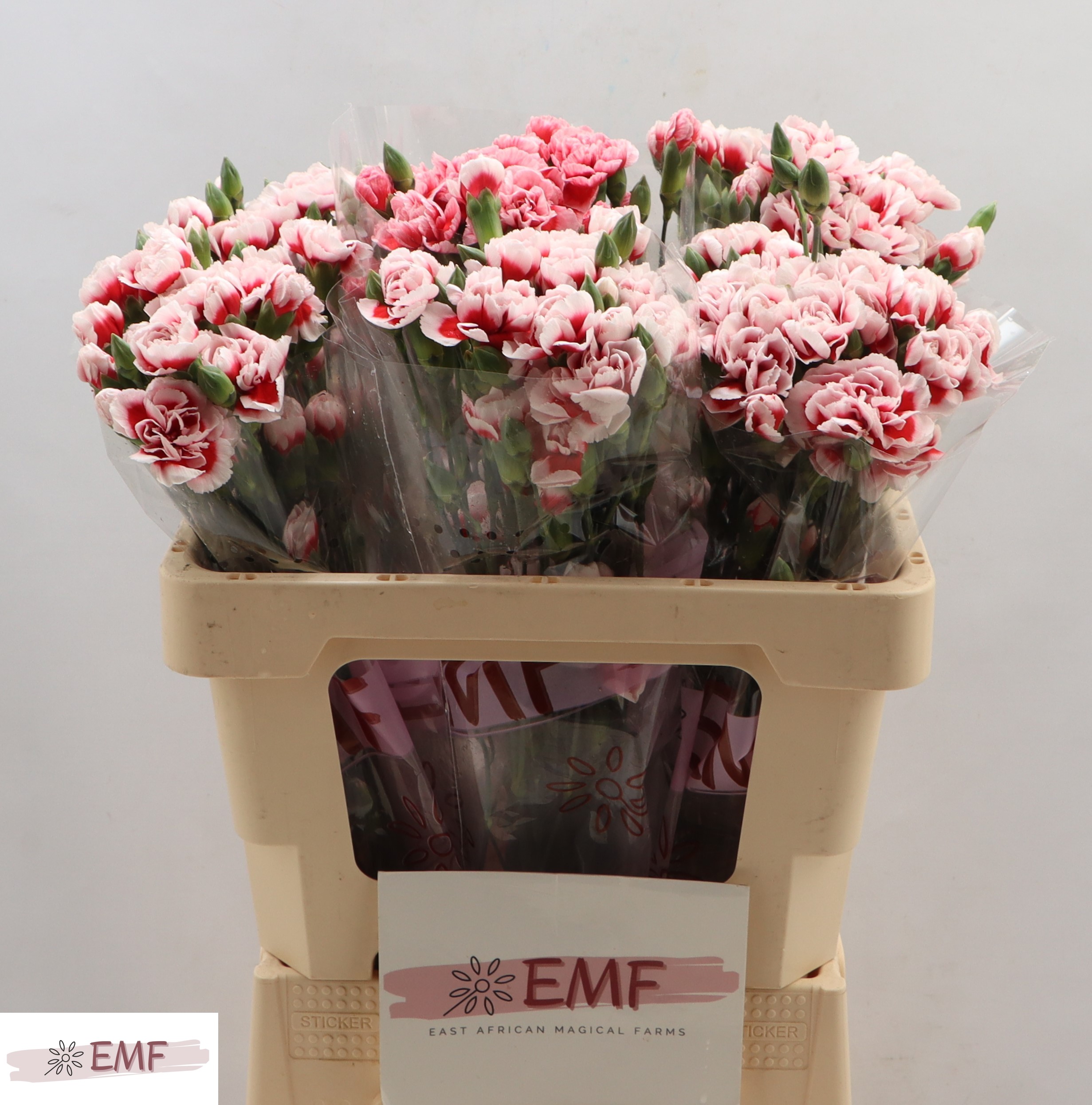 Dianthus Spray Swing 55cm