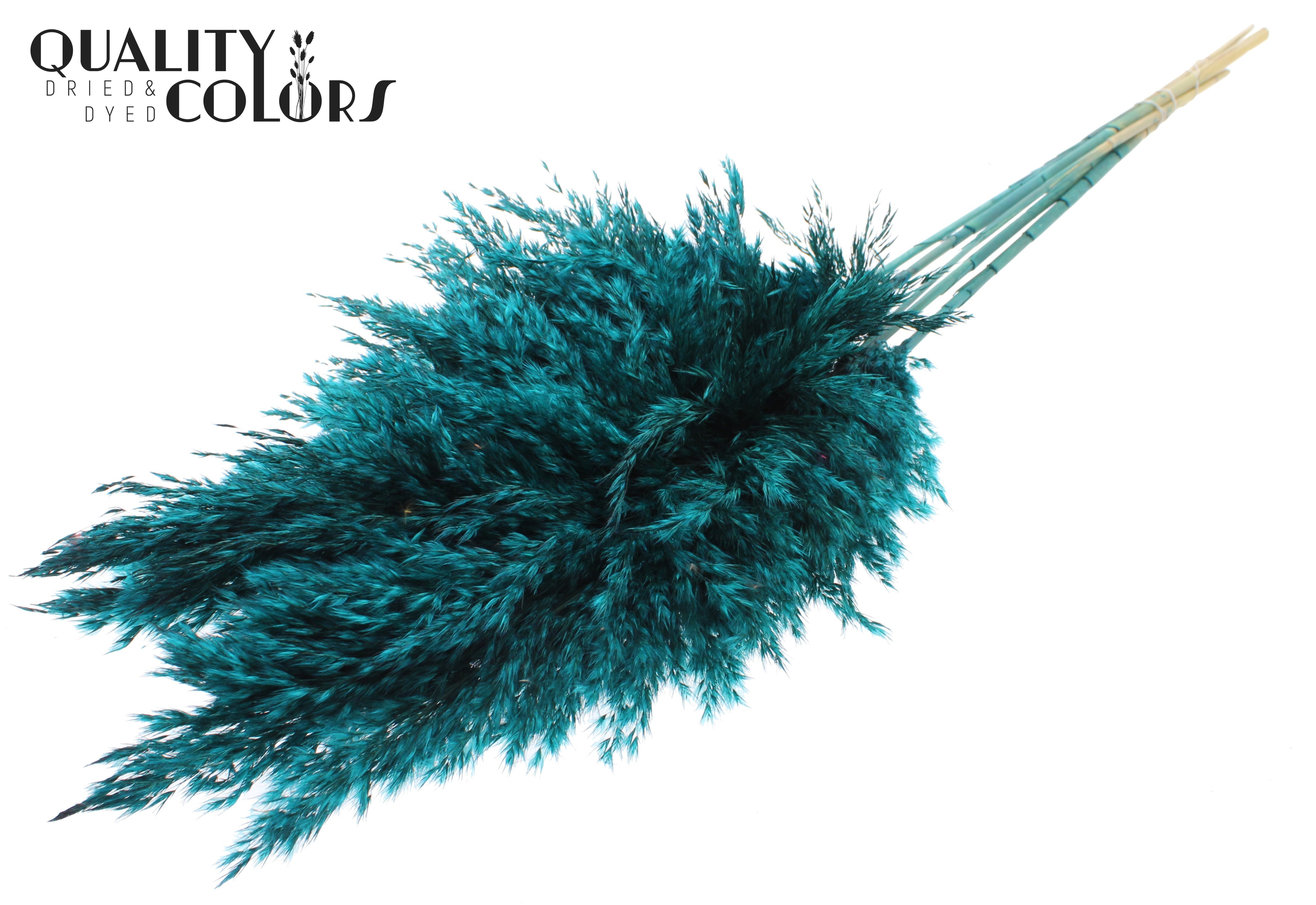 Pampas Grass Turquoise Per Bunch 100cm