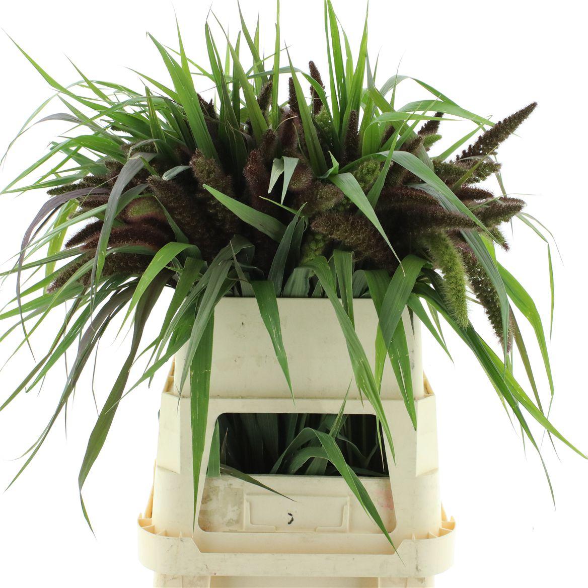 Setaria It Red Jewel