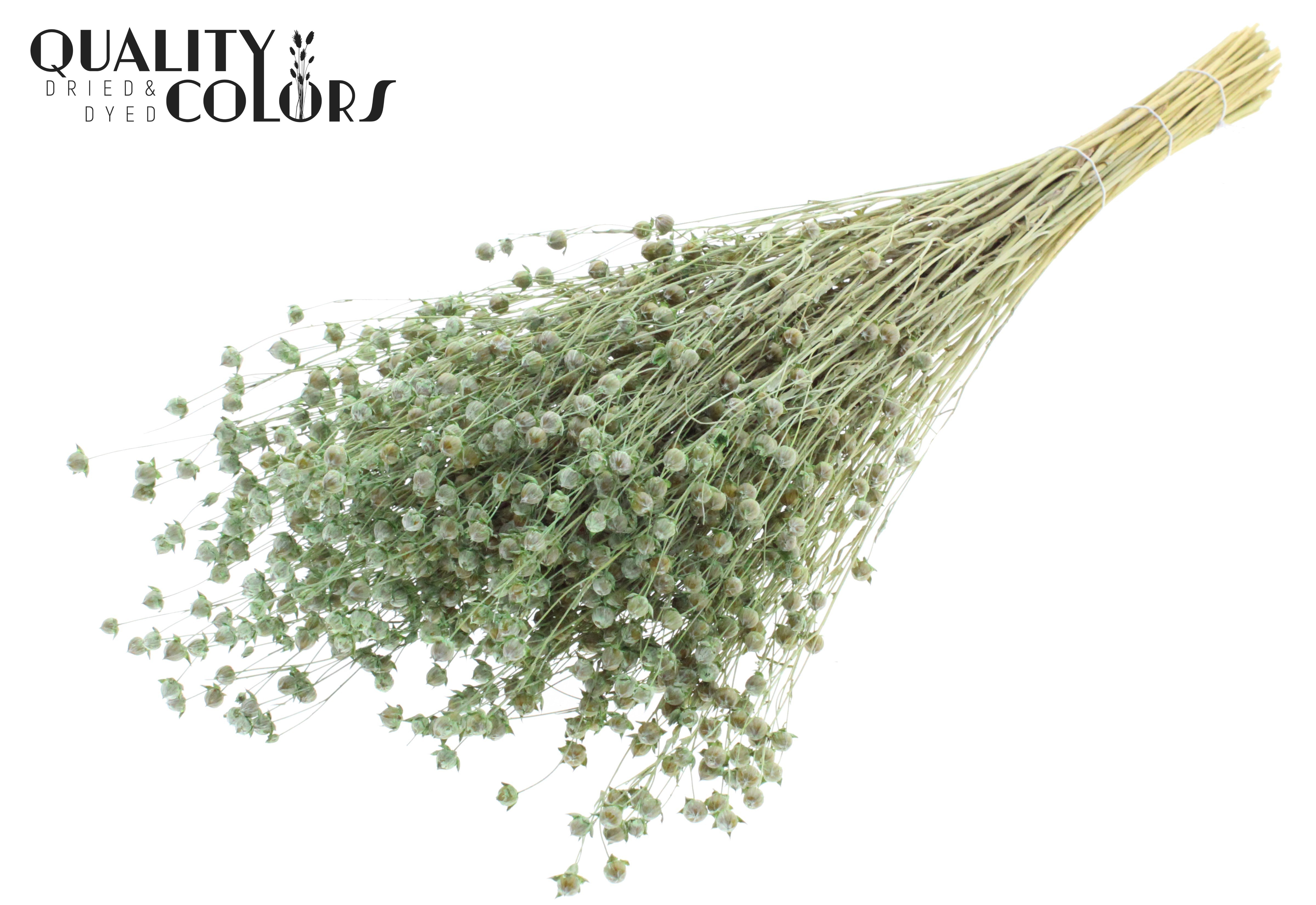 Lino Flax Frosted Mint Green Per Bunch 50cm