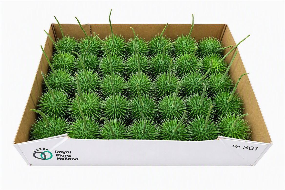 Sier Cucumis Egel M Holl X35