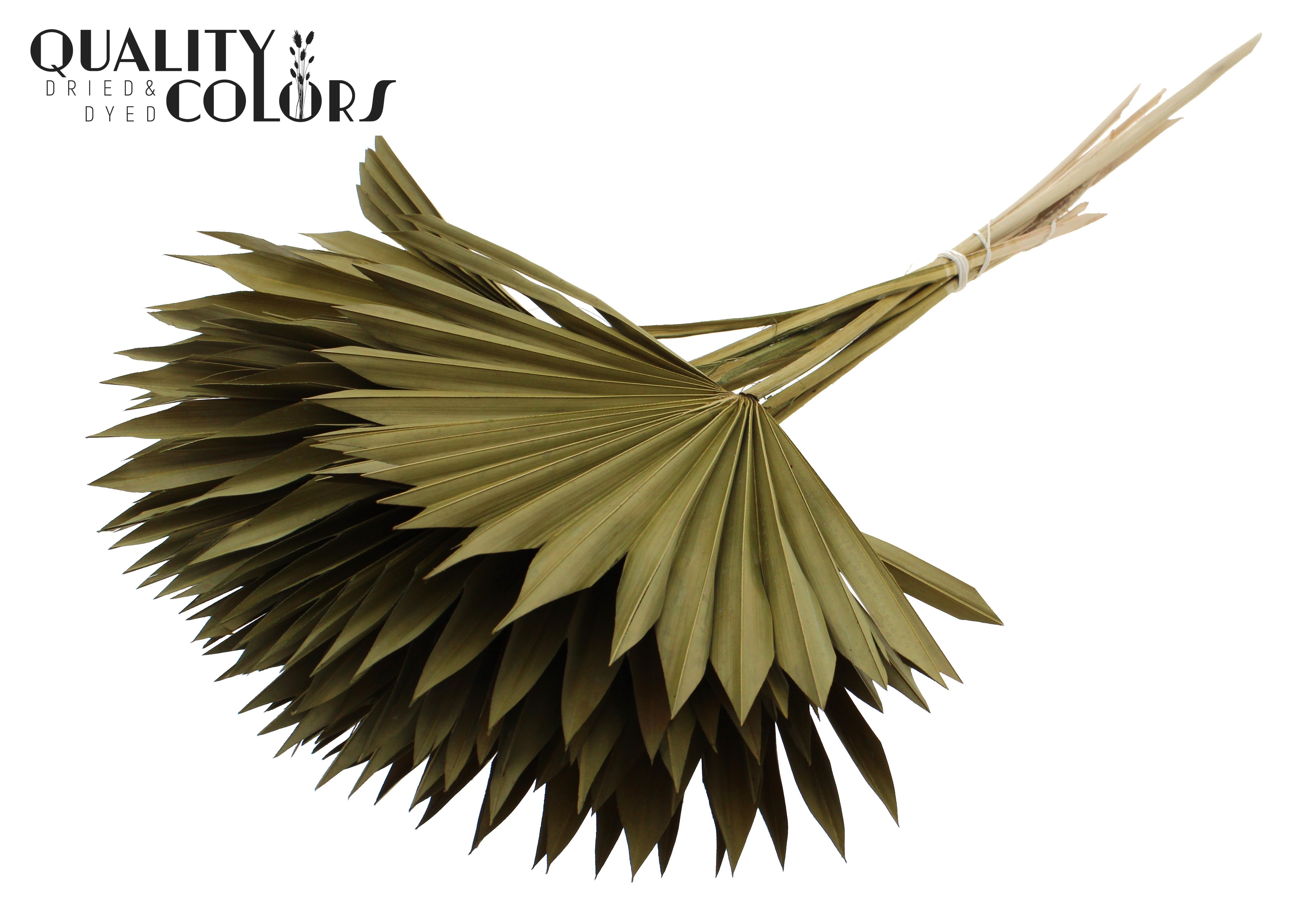 Palm Spear Olive 50cm