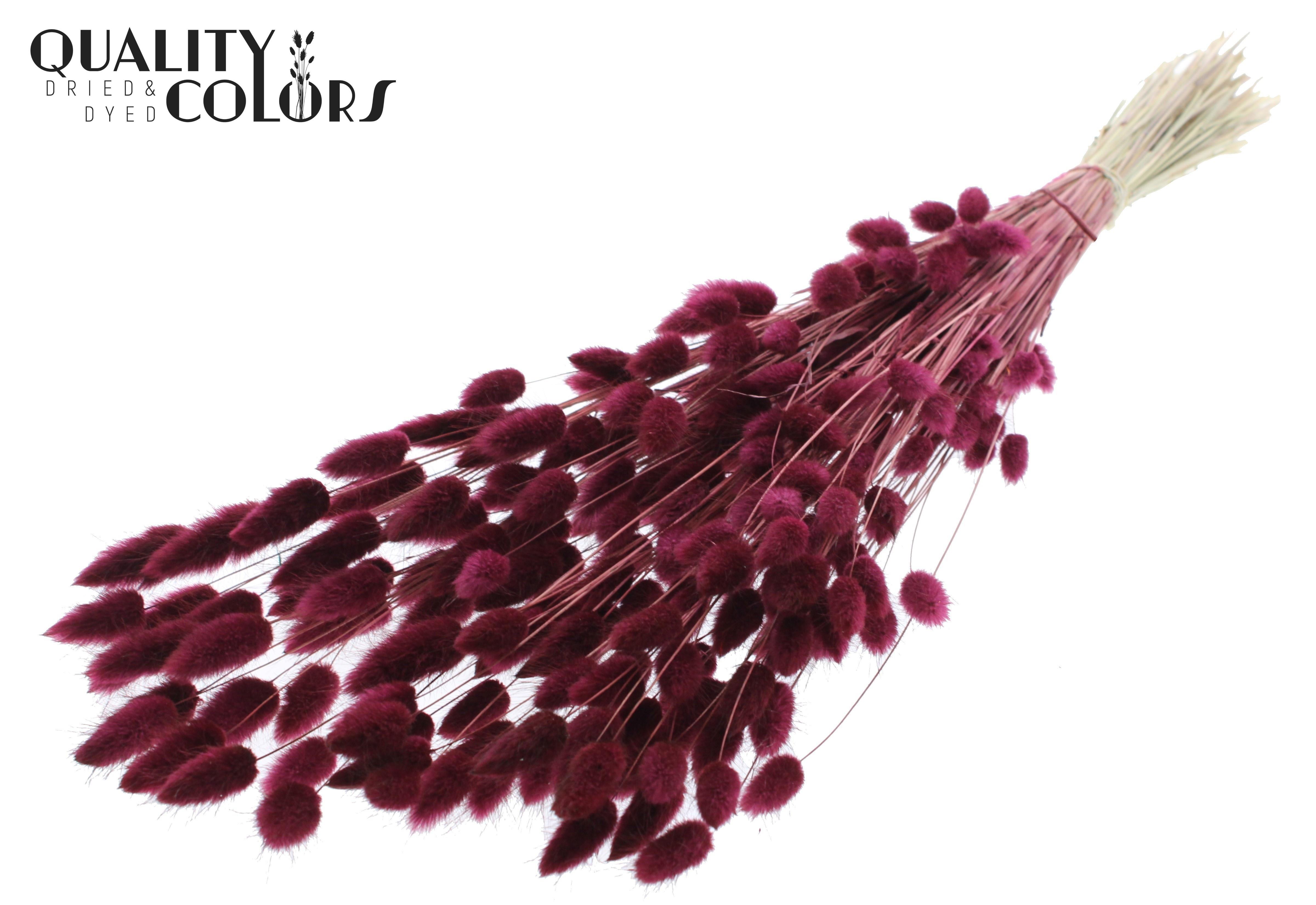 Lagurus Burgundy Per Bunch 70cm