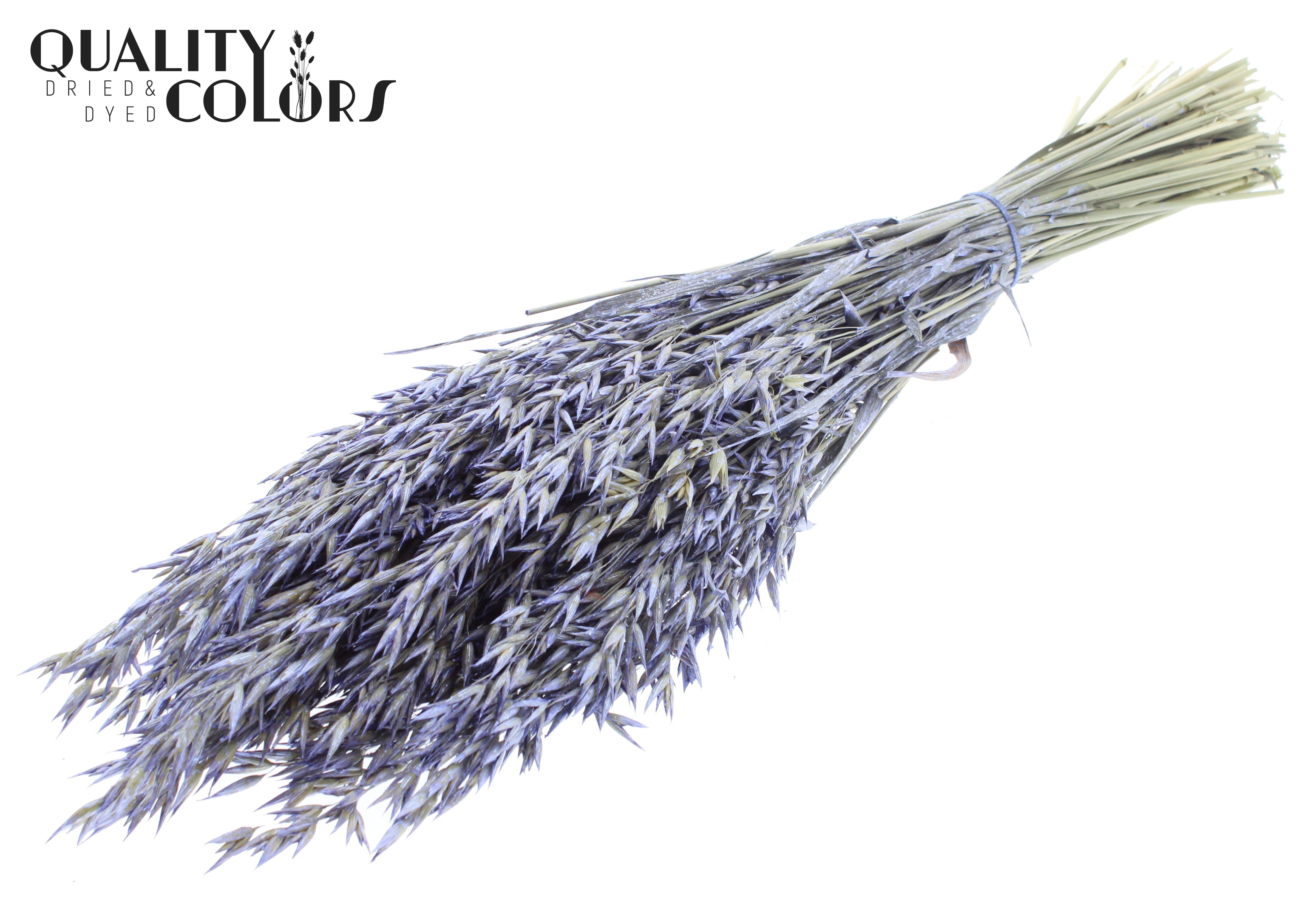 Avena Pearl Milka Per Bunch 60cm