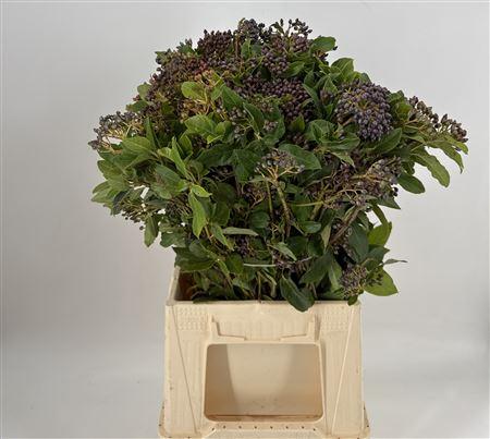 Viburnum Tinus Bes 250