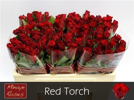 R Gr Red Torch