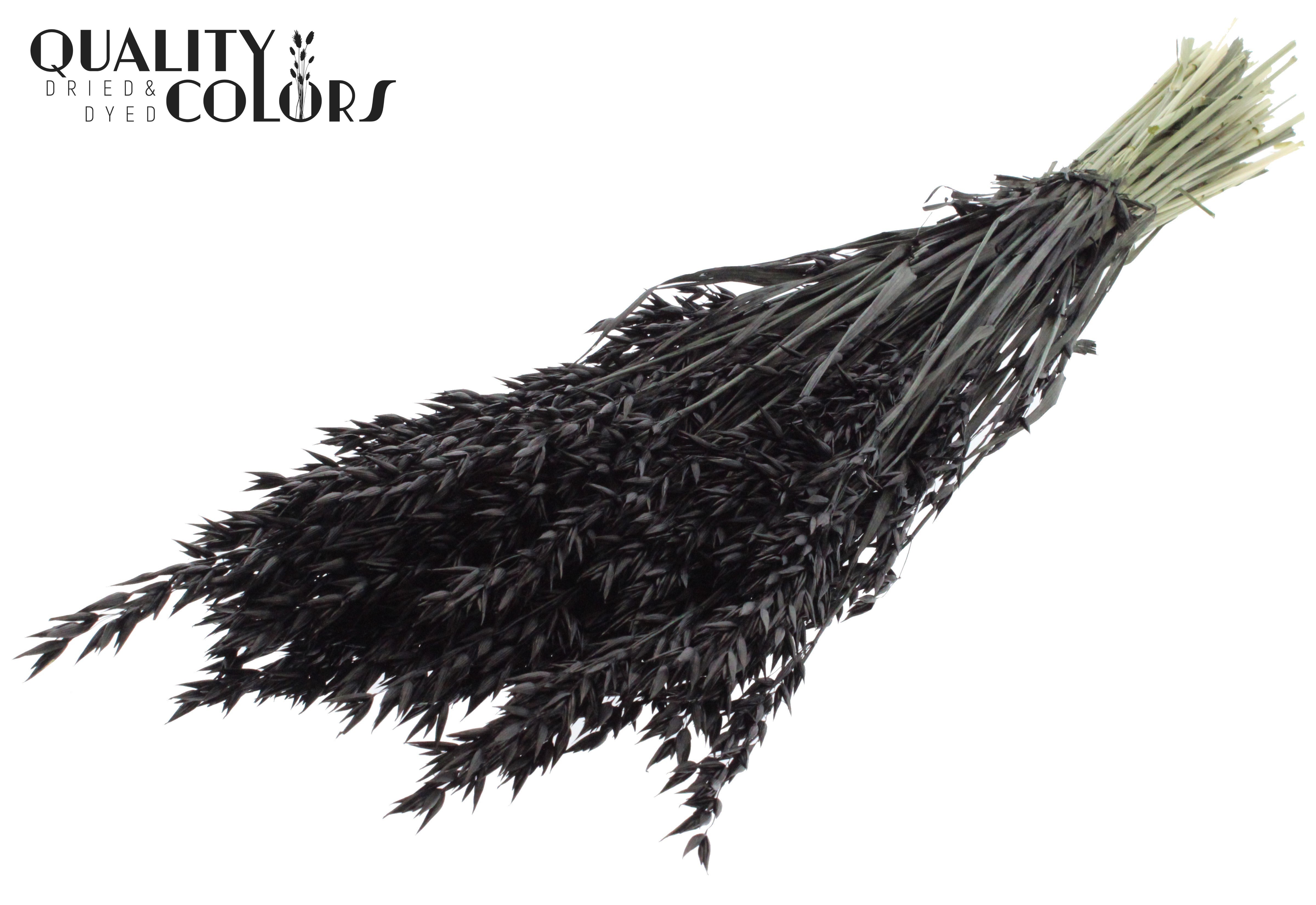 Avena Black Per Bunch 60cm