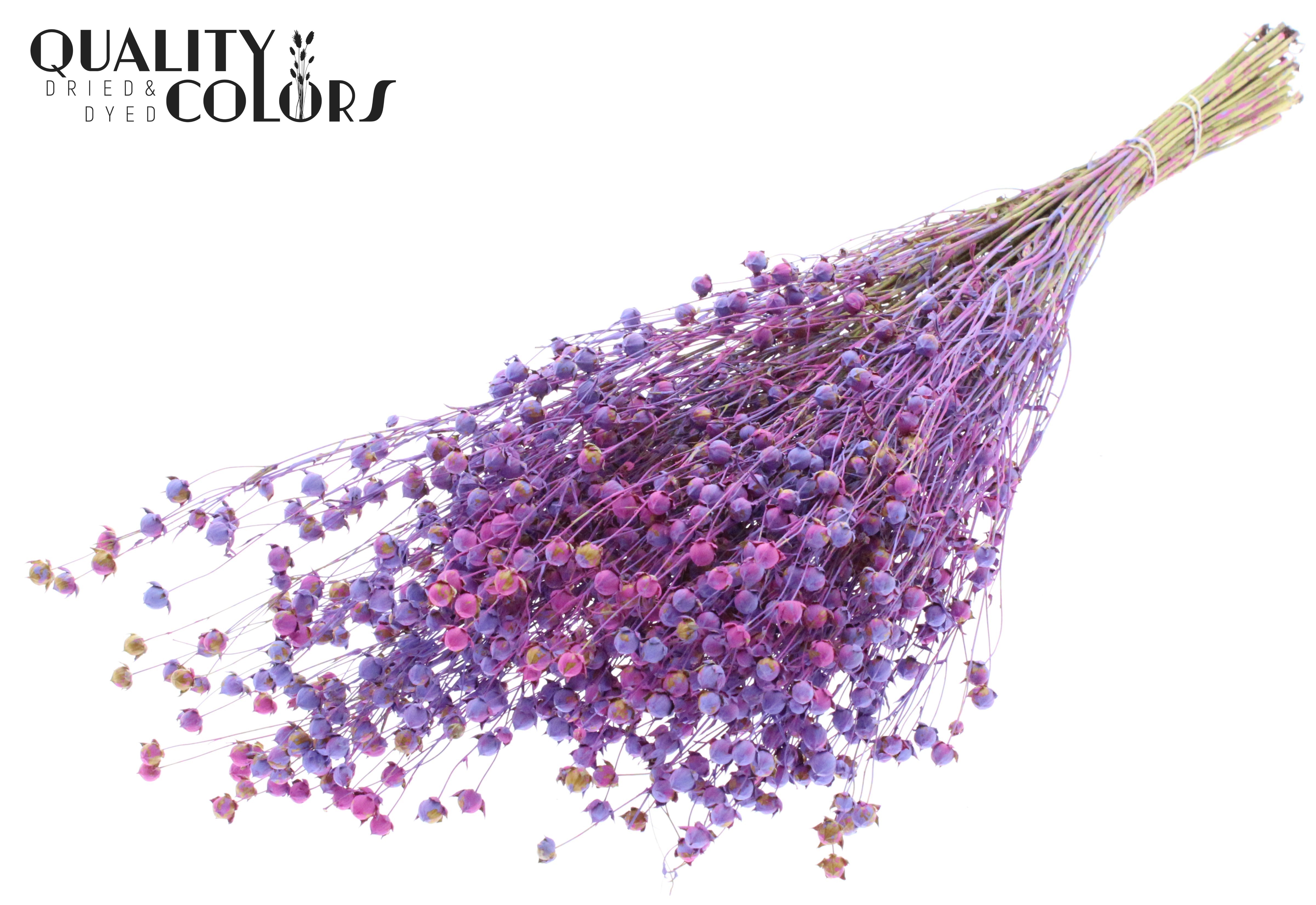Lino Flax Milka Per Bunch 50cm