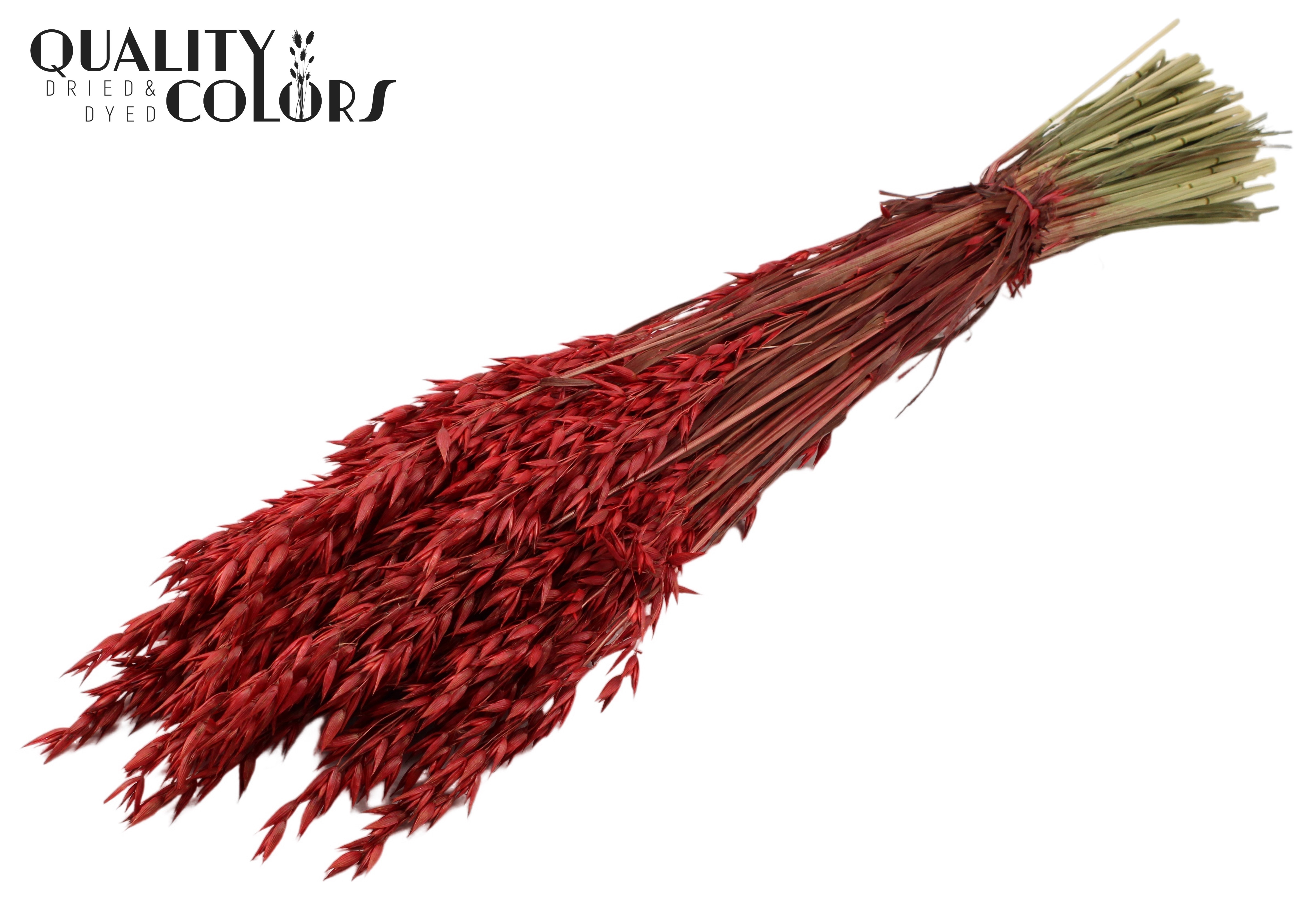 Avena Red Per Bunch 60cm
