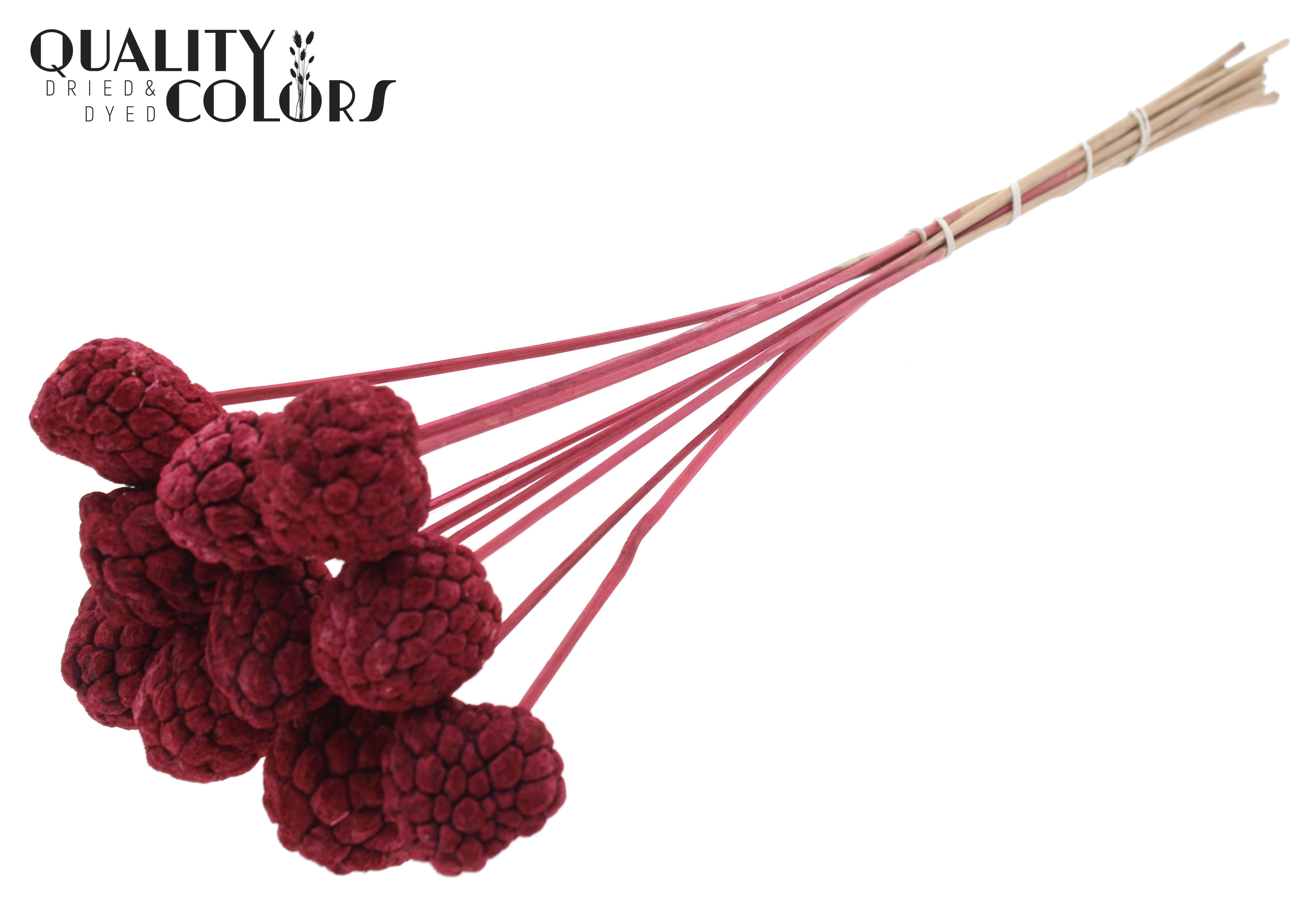 Atta Fruit Intense Burgundy 50cm