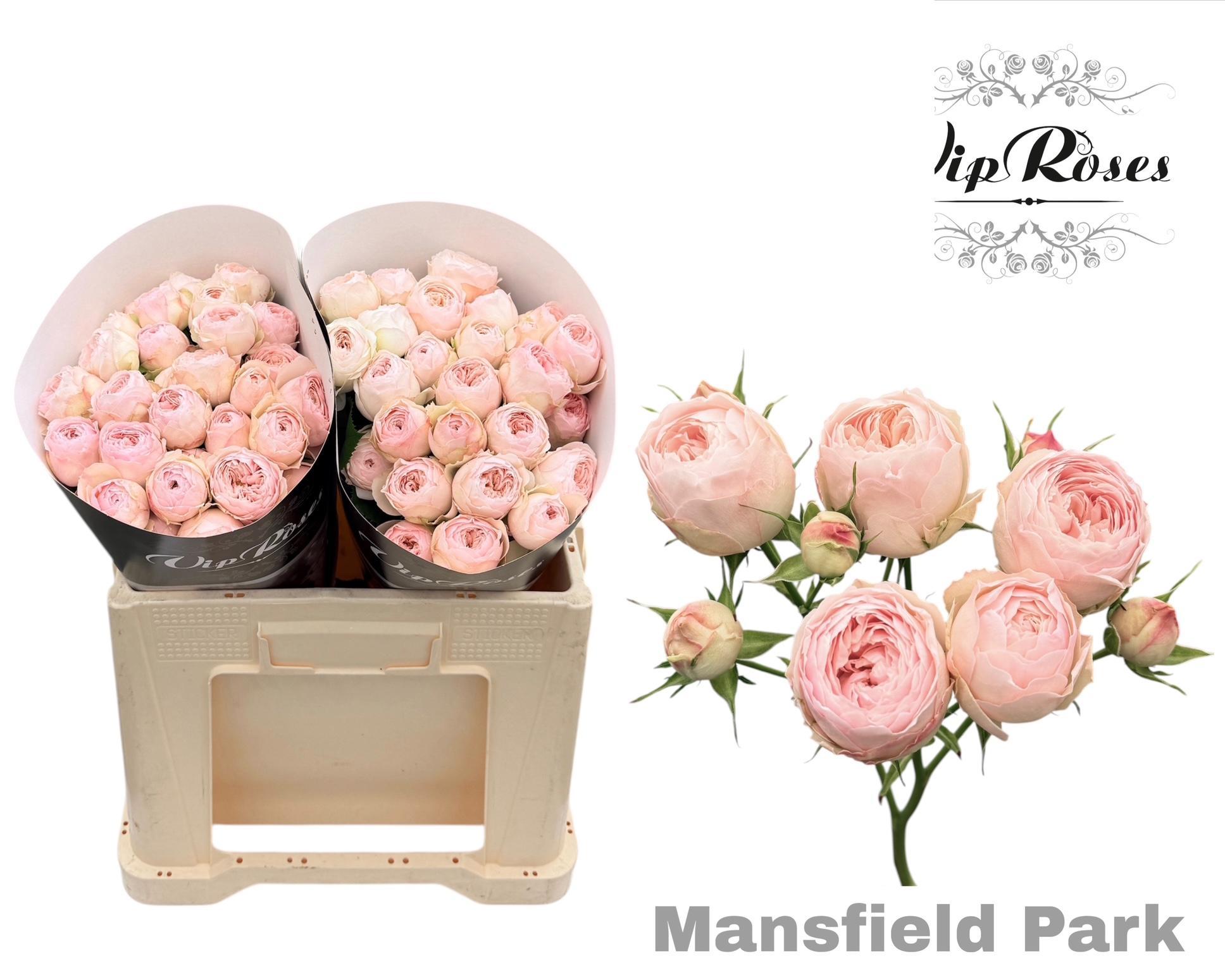 R Tr Mansfield Park 577 50 cm