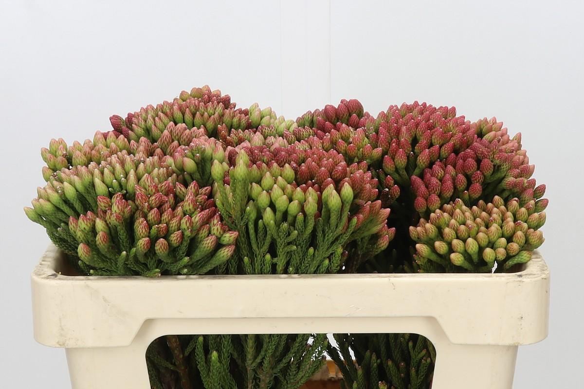Kaaps Groen Red Brunia Medium
