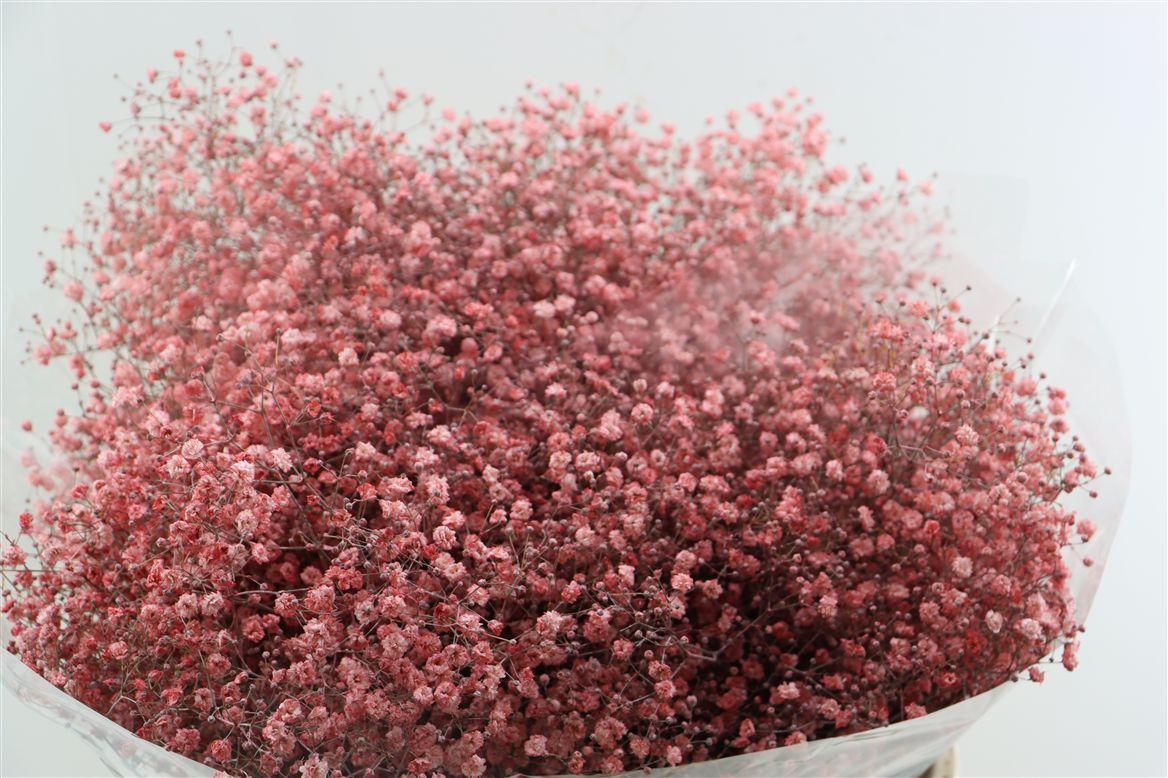 Gyps Grof Pink (dip)