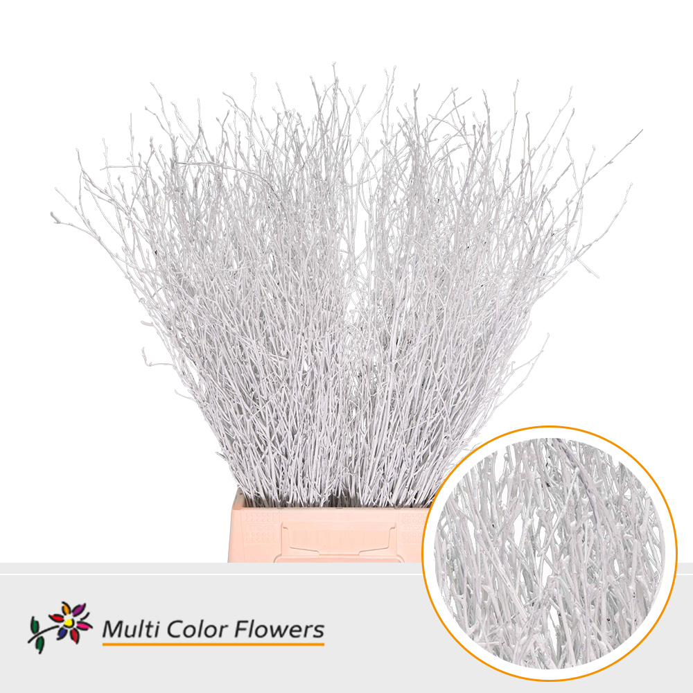 Betula Painted White 70cm