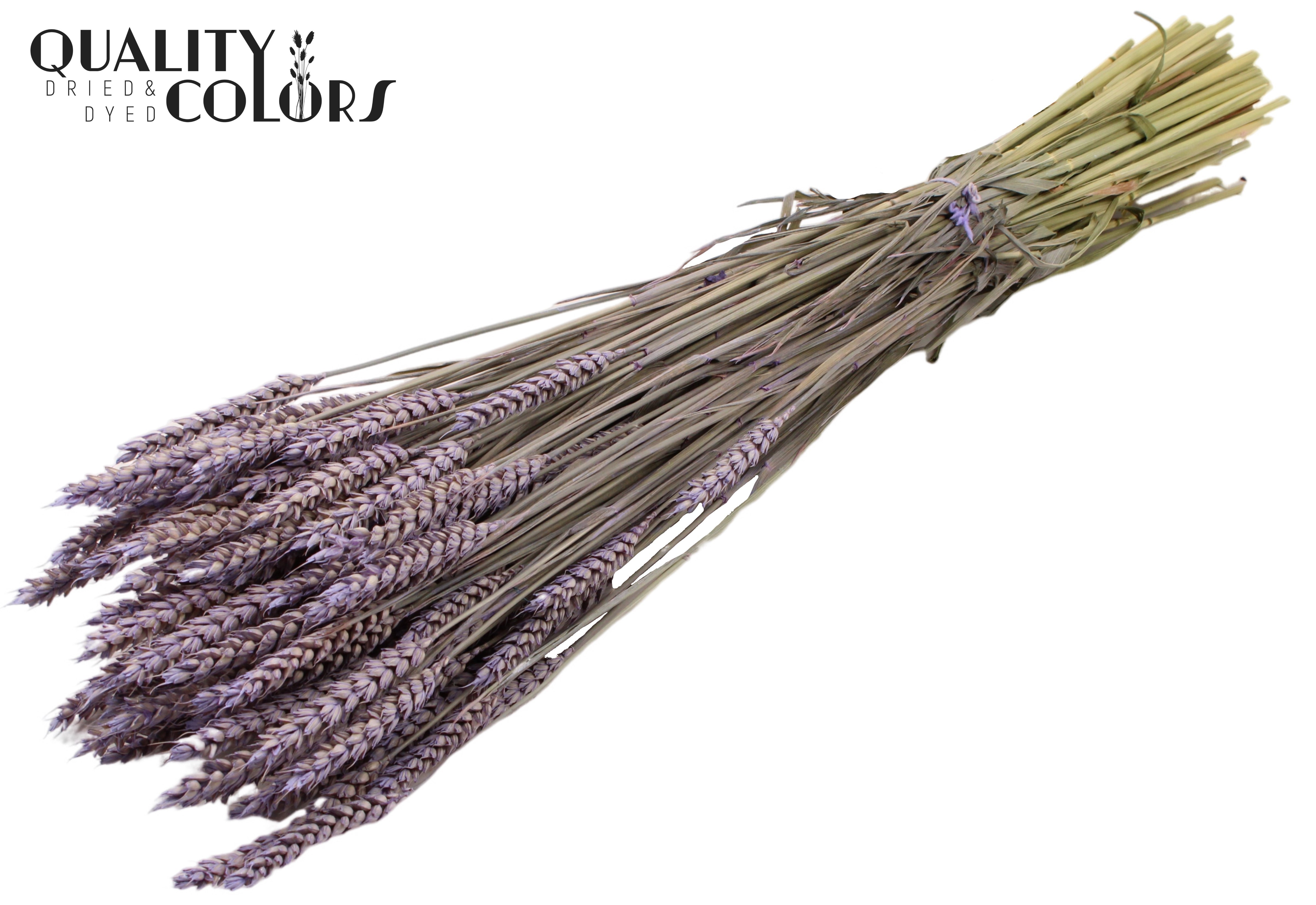 Triticum Frosted Milka Per Bunch 60cm