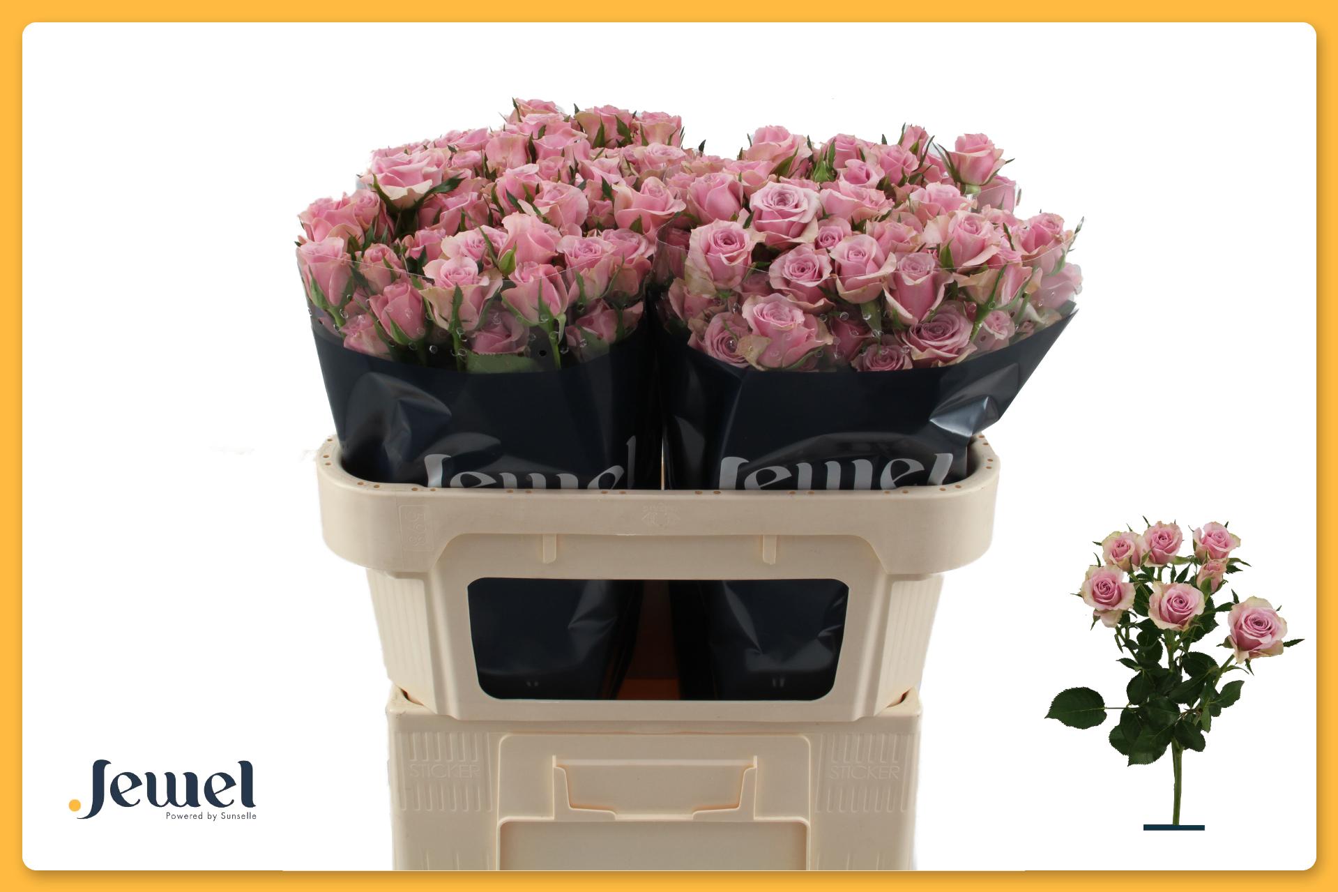 Rosa Spr Leila 70cm